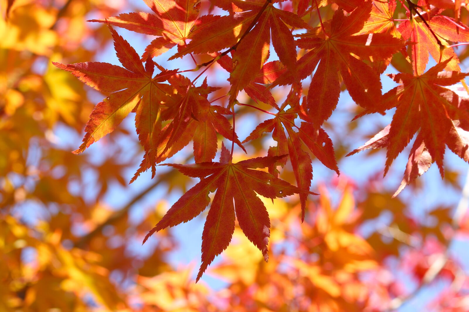 Canon EOS 800D (EOS Rebel T7i / EOS Kiss X9i) sample photo. Autumn, autumn leaves, the photography