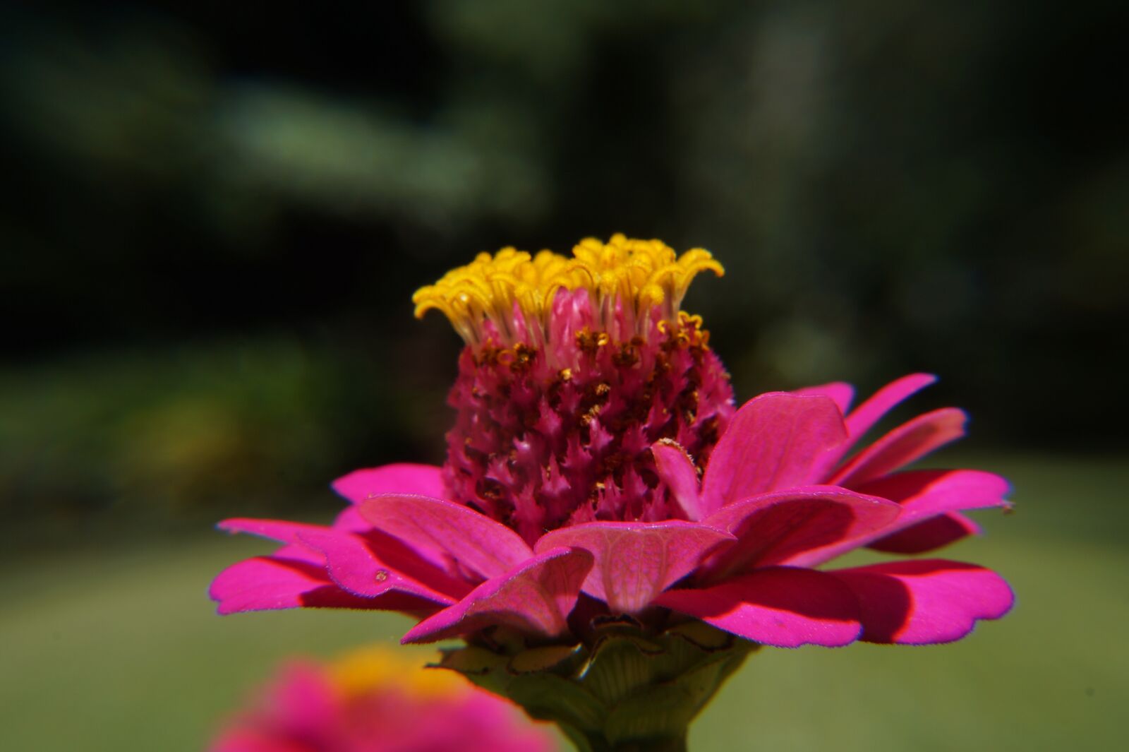 Sony Alpha a3000 sample photo. Garden, botany, el salvador photography