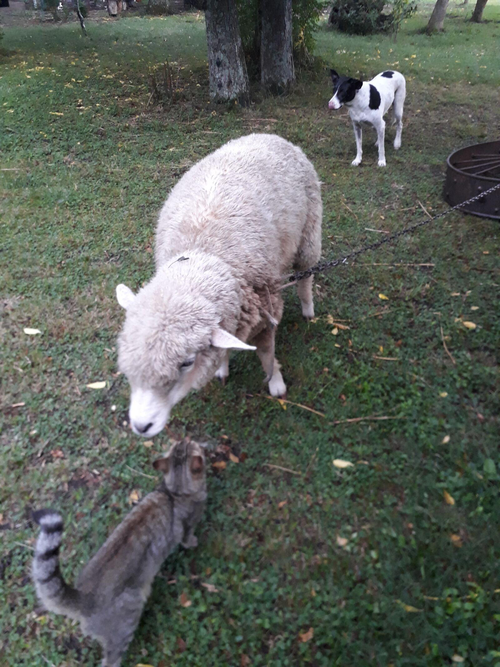 Samsung Galaxy J5 Prime sample photo. Cat, dog, lamb photography
