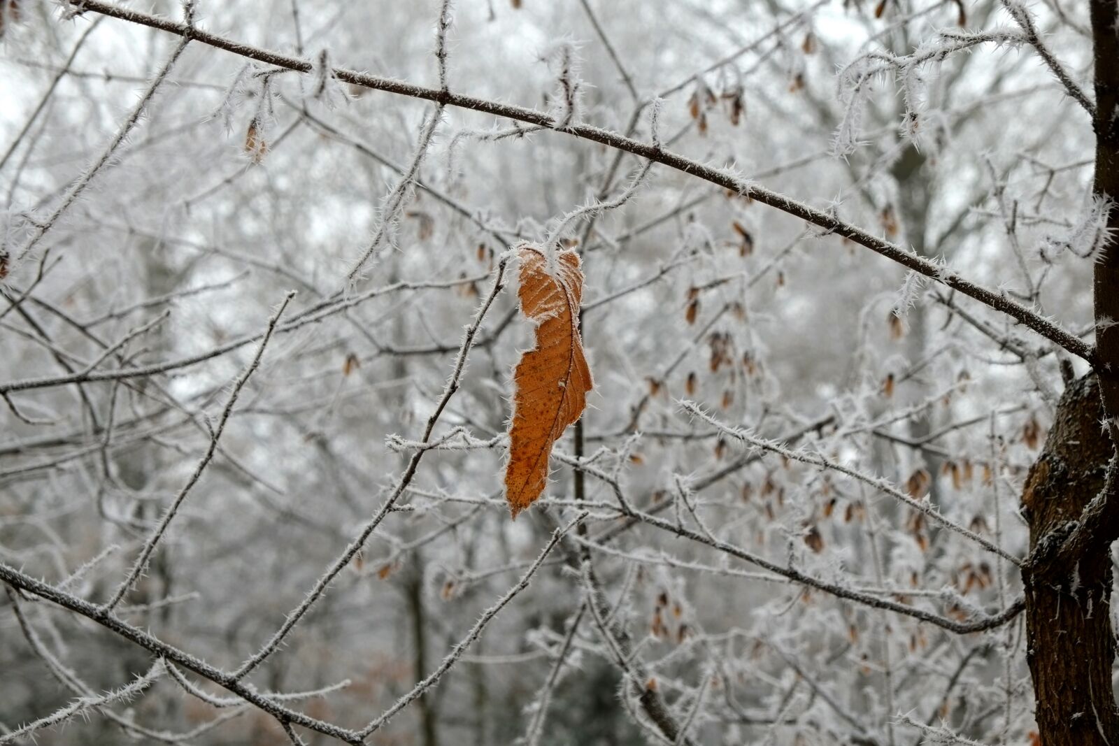 Fujifilm X-E1 sample photo. Frost, ice needles, cold photography