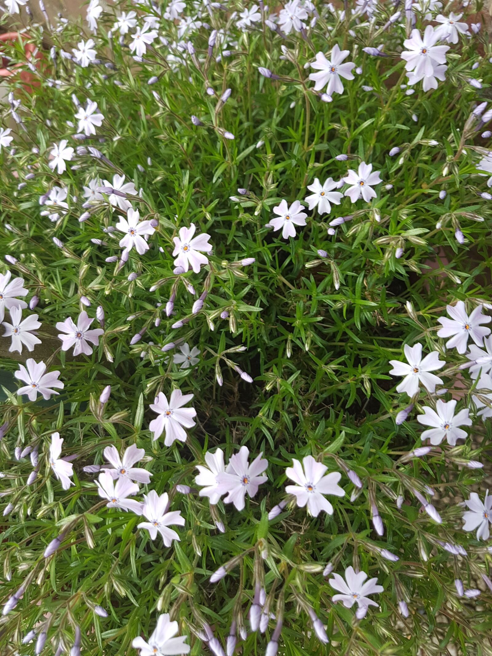 Samsung Galaxy S7 Edge sample photo. Flowers, white, garden photography