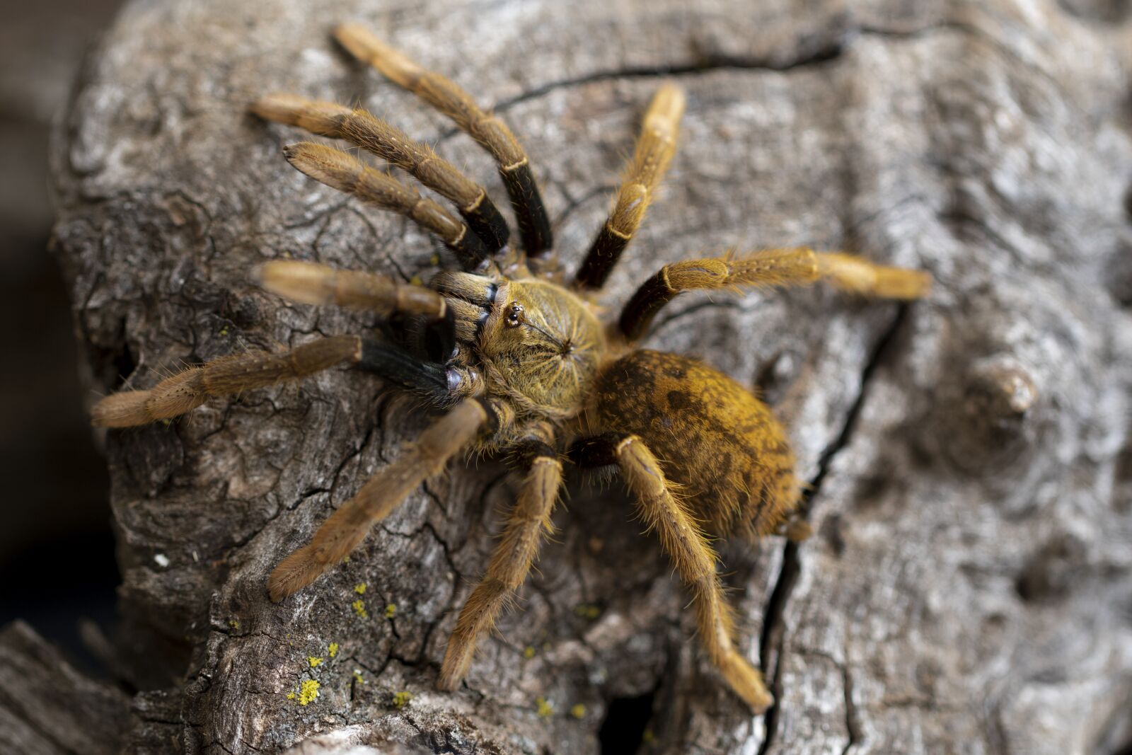 Canon EOS 7D Mark II sample photo. Tarantula, spider, arachnid photography
