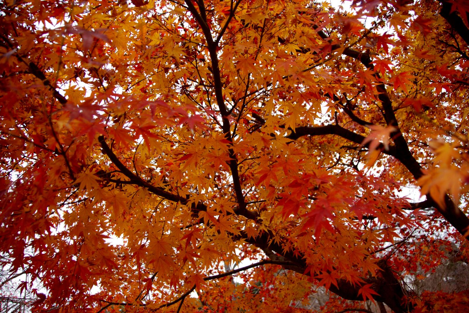 Nikon D60 sample photo. Autumn, leaf, season photography