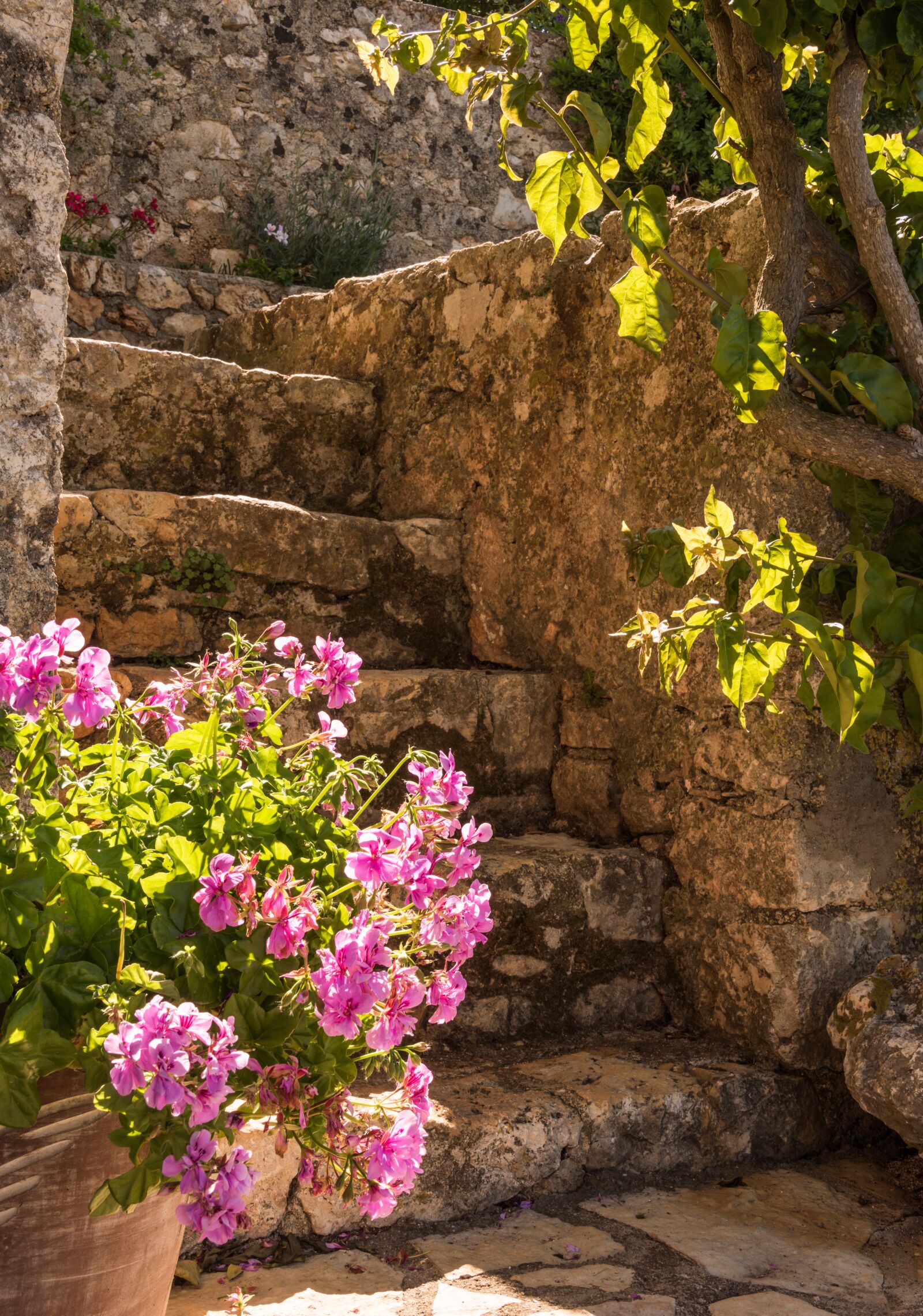 Nikon D810 sample photo. Geraniums, flowers, steps photography