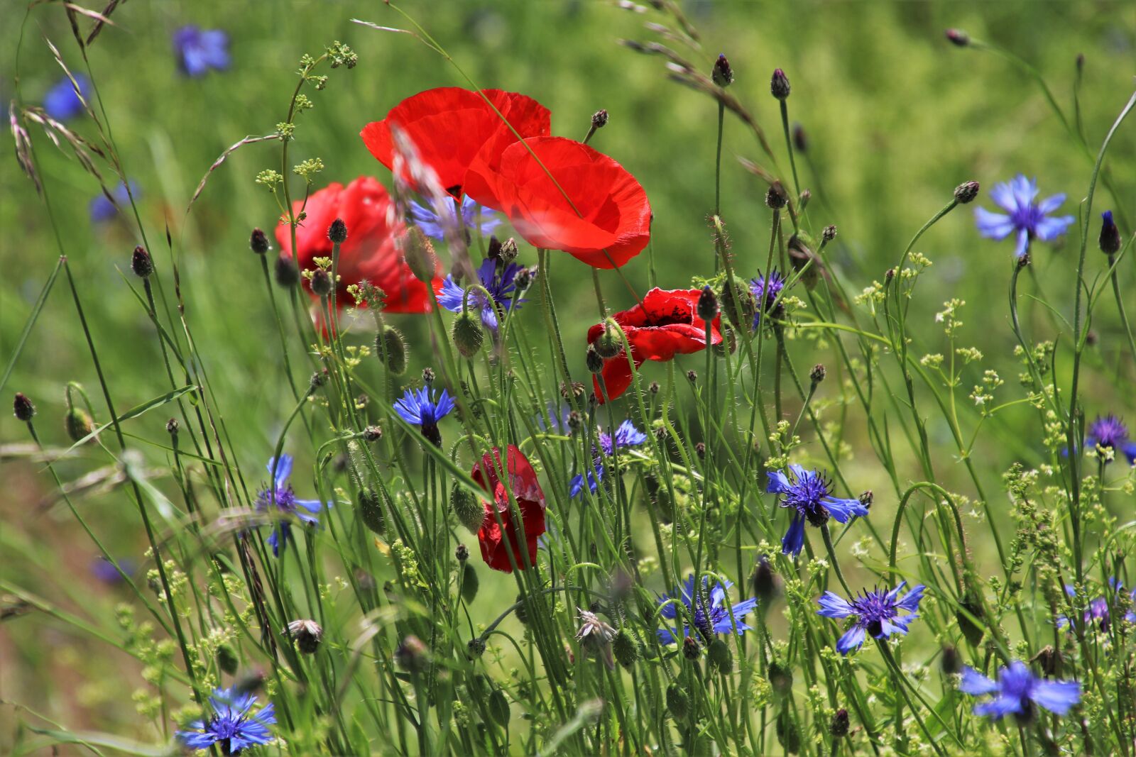Canon EOS 80D sample photo. Poppy, meadow, bloom photography