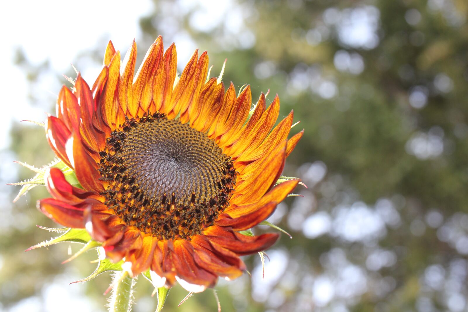 Canon EOS 550D (EOS Rebel T2i / EOS Kiss X4) sample photo. Sunflower, red, summer photography