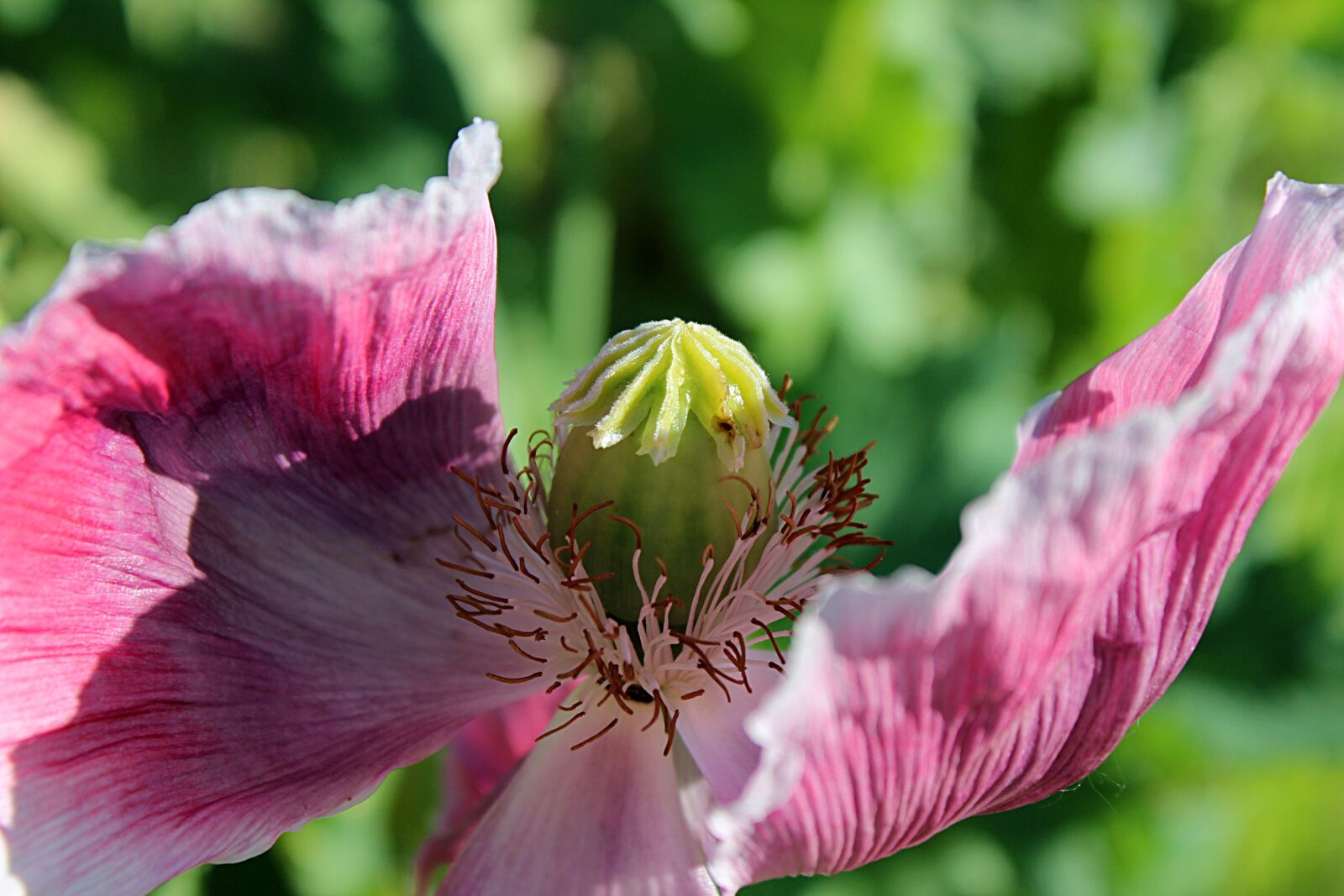 Canon EOS 600D (Rebel EOS T3i / EOS Kiss X5) sample photo. Poppy, flower, blossom photography