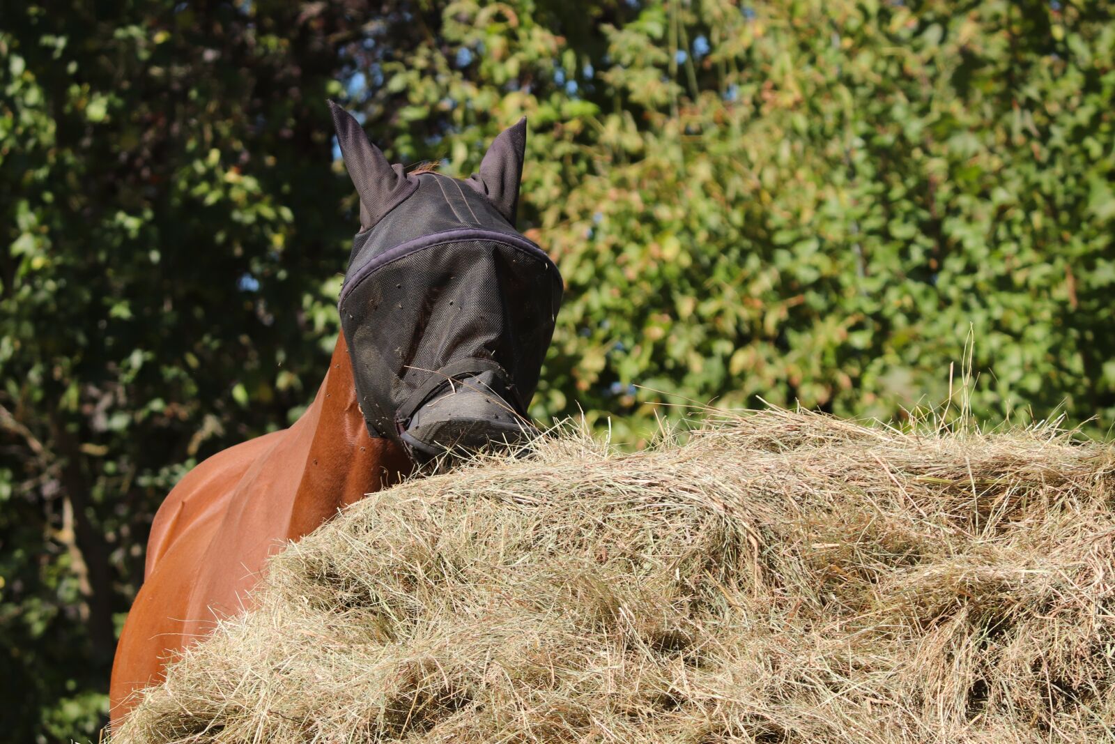 Canon EOS 200D (EOS Rebel SL2 / EOS Kiss X9) + Canon EF-S 55-250mm F4-5.6 IS II sample photo. Horse, mask, haystack photography