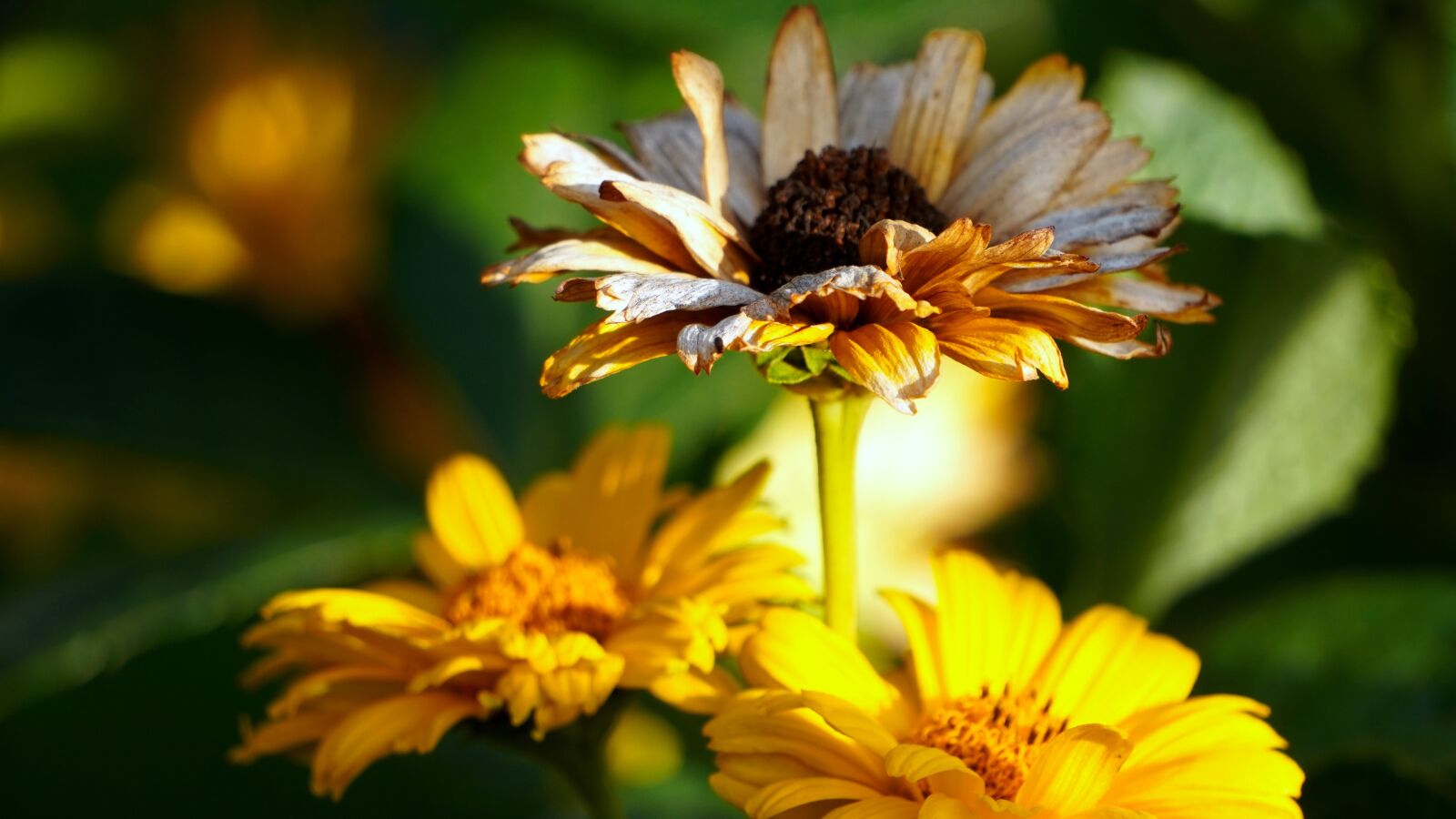 Sony E 55-210mm F4.5-6.3 OSS sample photo. Coneflower, flower, withered photography