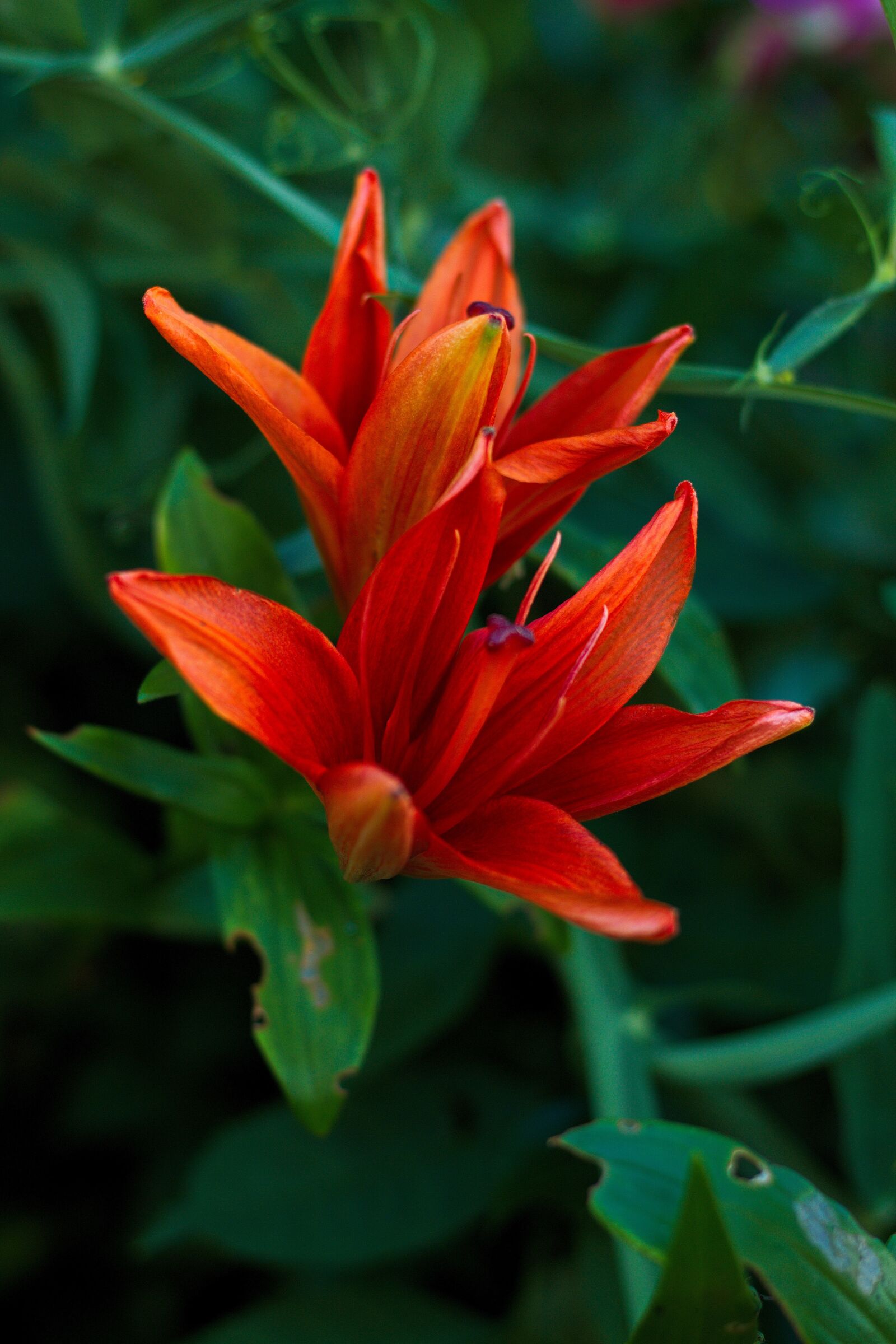 Canon EOS 1100D (EOS Rebel T3 / EOS Kiss X50) + Canon EF 50mm F1.8 STM sample photo. Flower, lily, nature photography