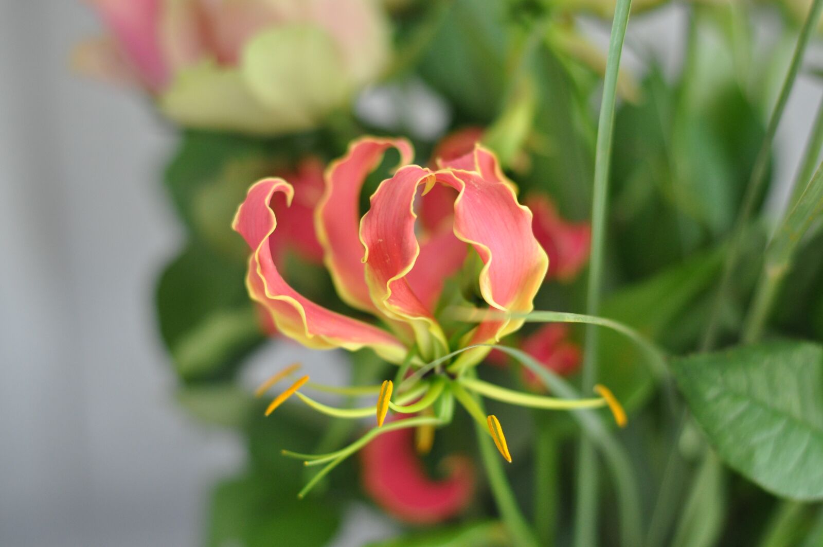 Nikon D5000 sample photo. Flower, summer, field photography