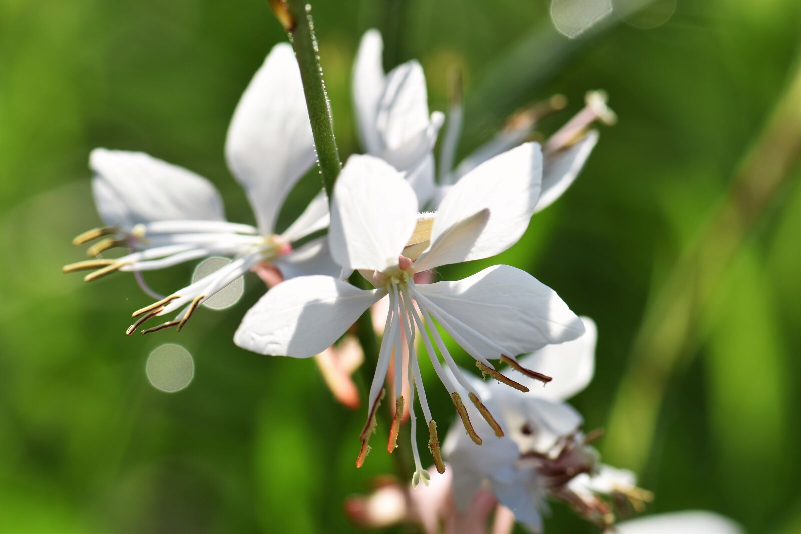 Nikon D5500 sample photo. Hostas, flower, plant photography
