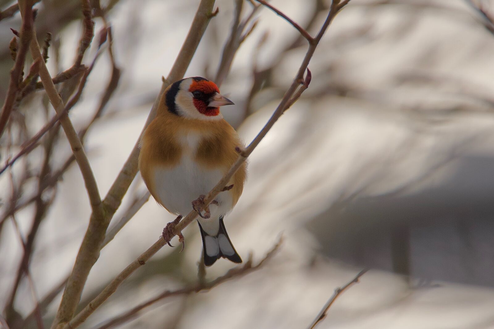 Nikon D750 sample photo. Goldfinch, elegant, bird photography