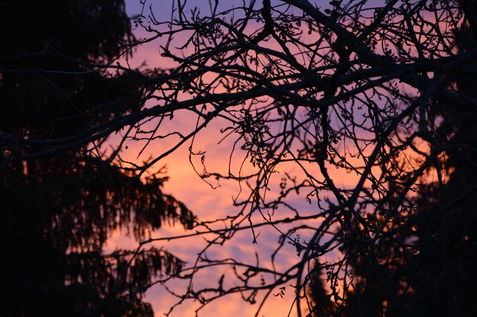 Nikon D3200 sample photo. Afterglow, forest, sunset photography