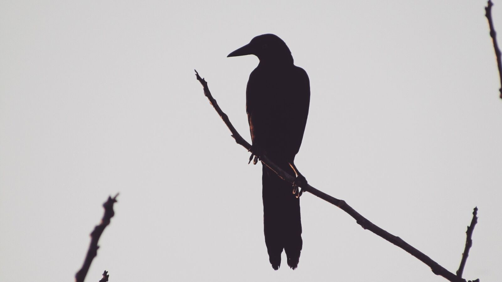 Canon PowerShot SX410 IS sample photo. Birds, nature, wild life photography