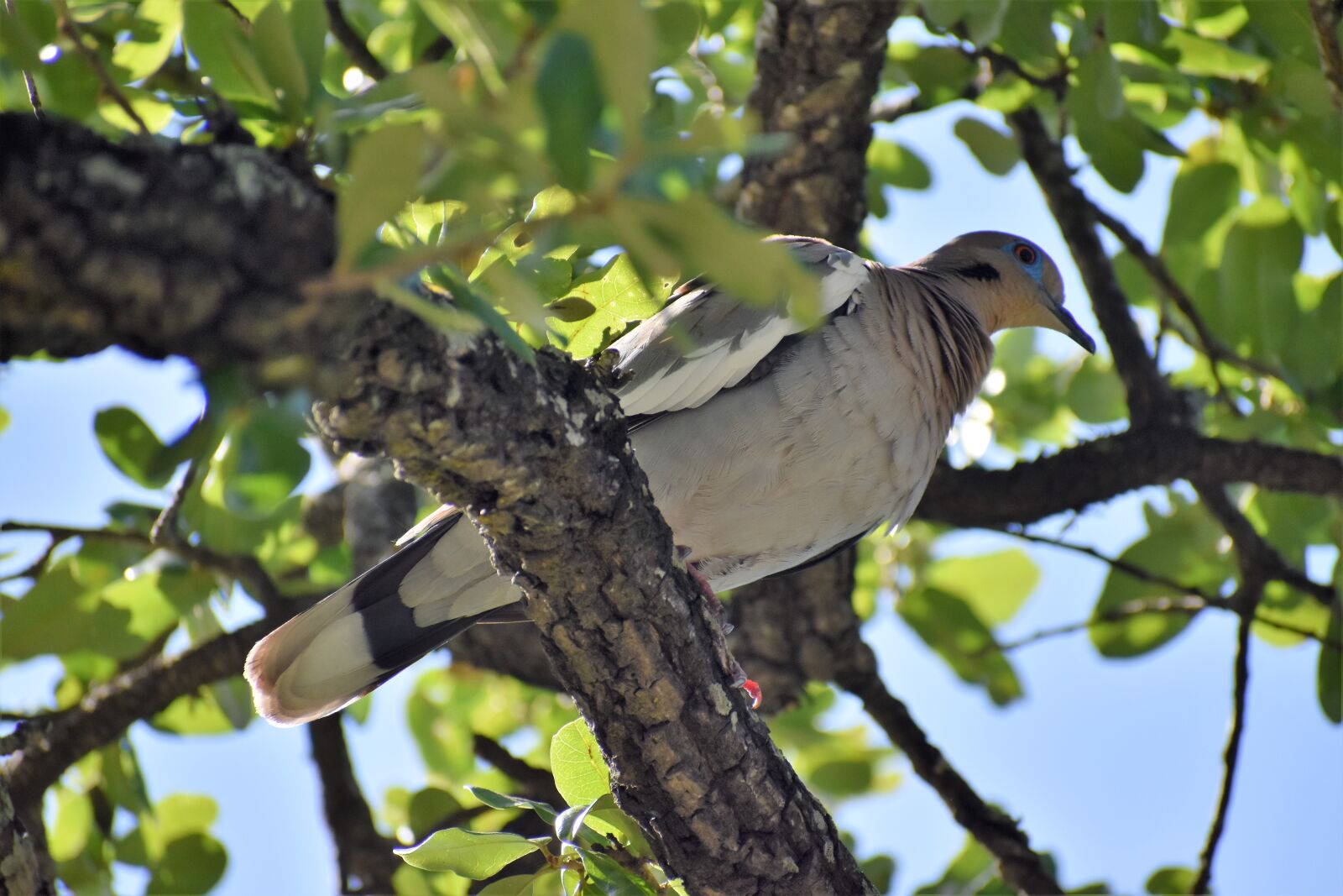 Nikon D3500 sample photo. Dove, pigeon, peace photography