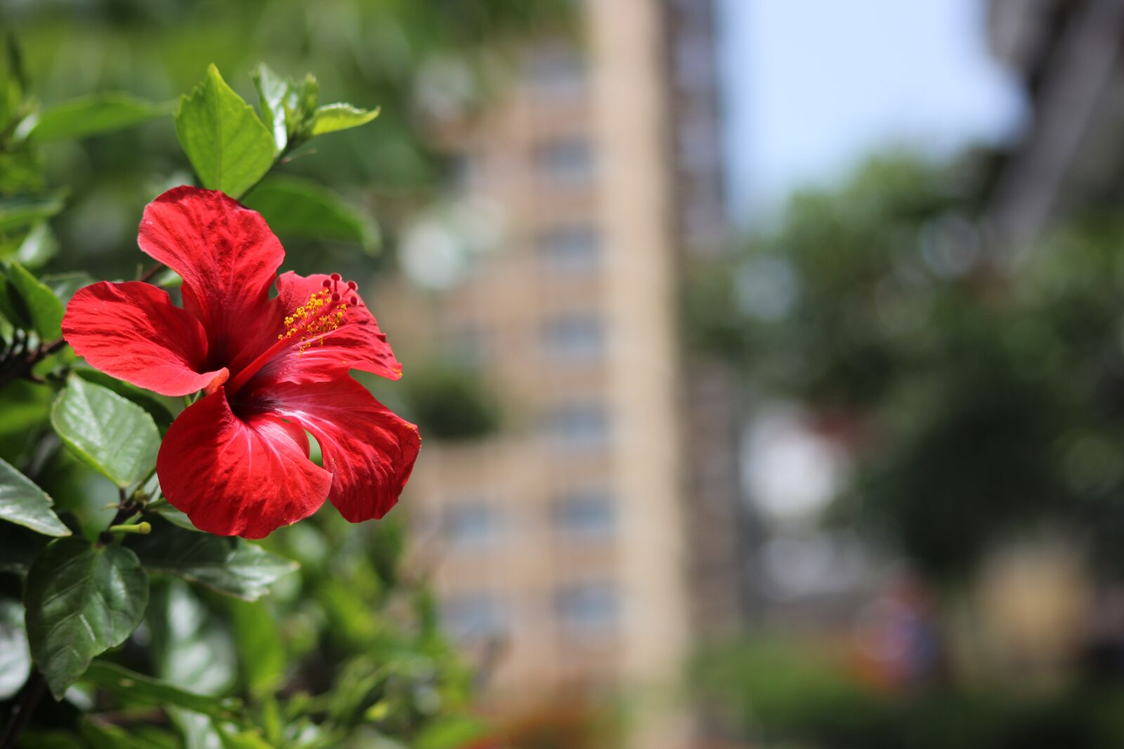 Canon EOS 600D (Rebel EOS T3i / EOS Kiss X5) sample photo. Flowers, red, nature photography