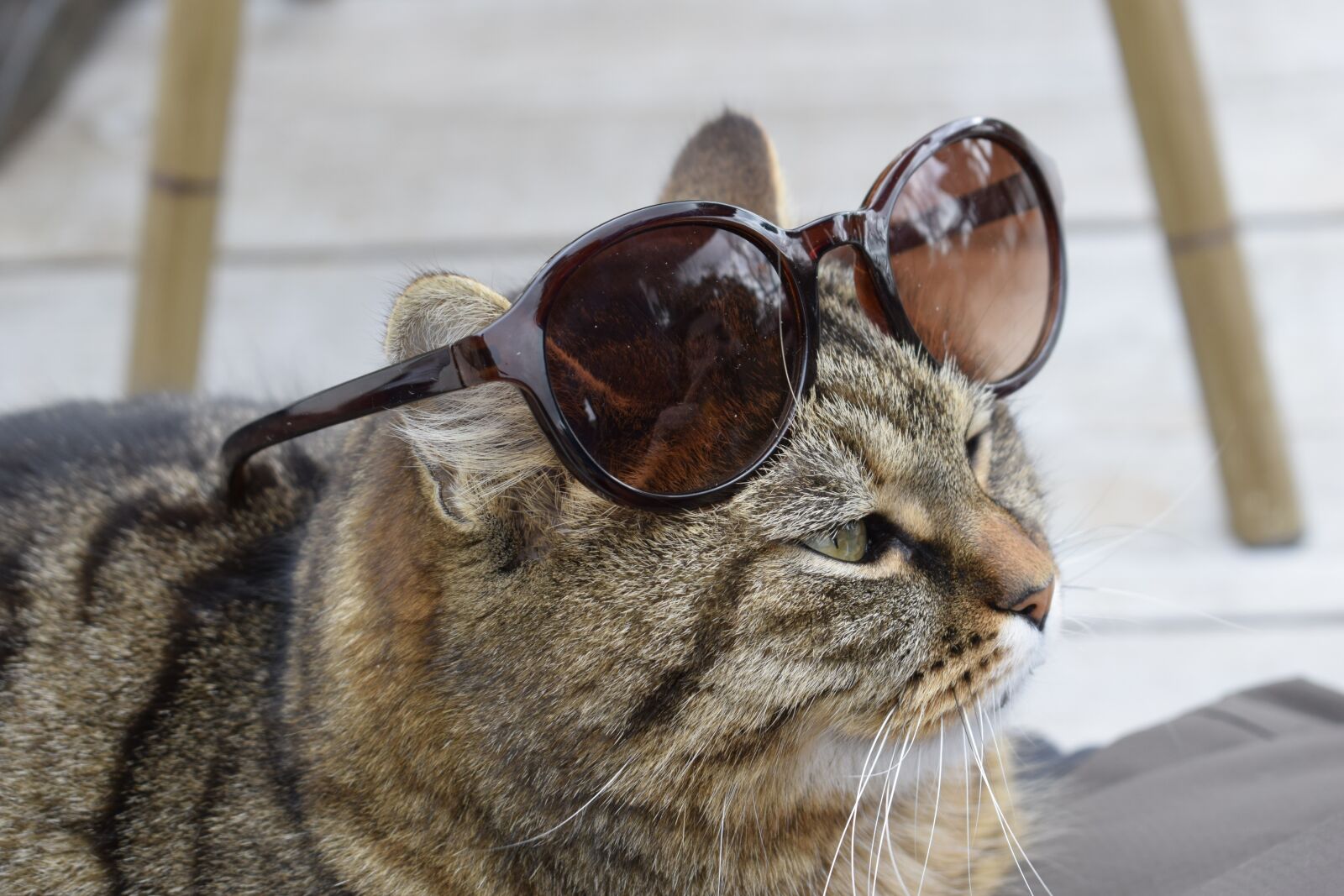 Nikon D3300 sample photo. Cat, animals, sun photography