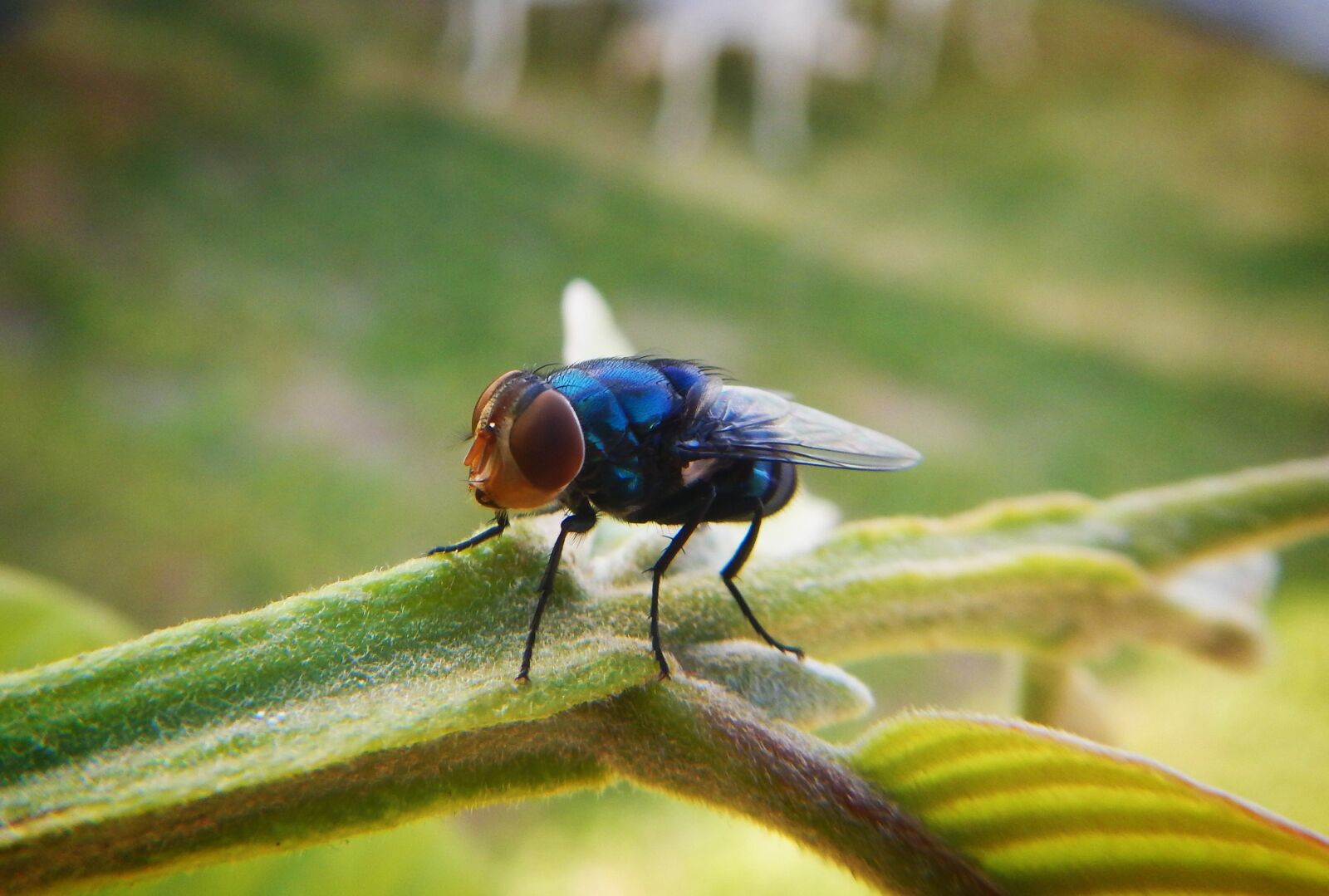 Nikon Coolpix AW110 sample photo. Fly, insect, flying photography