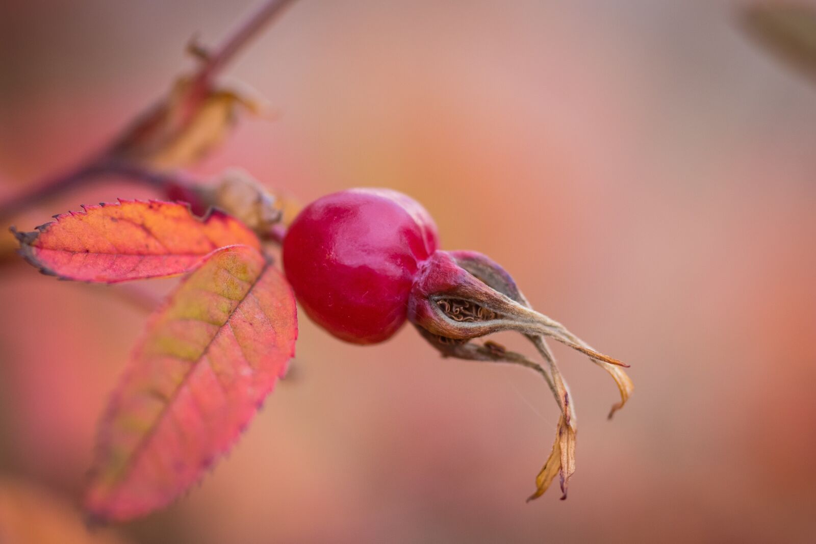 Canon EOS 6D Mark II sample photo. Berry, rose, nature photography