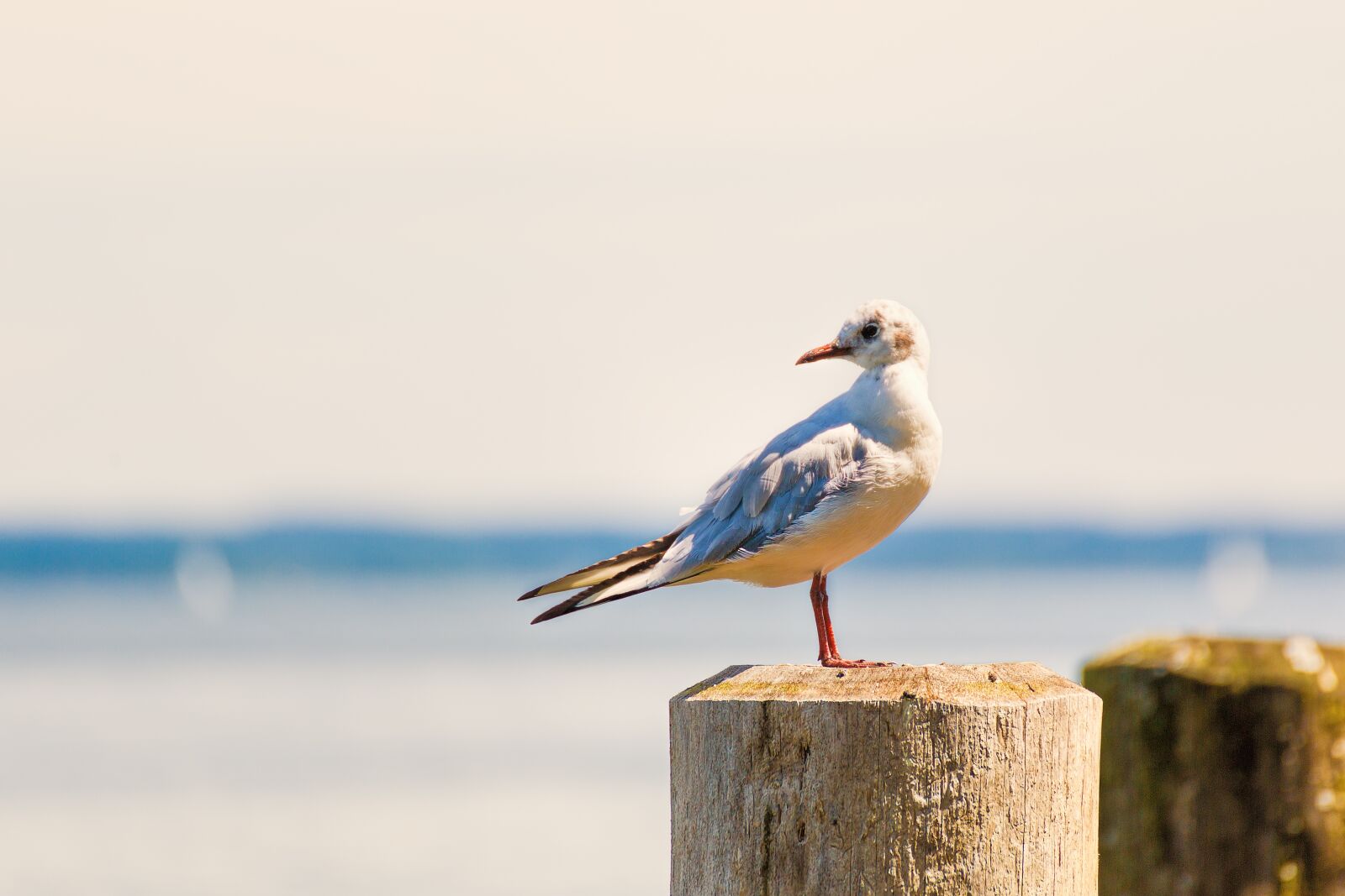 Canon EOS 5D Mark III sample photo. Gull, bank, bird photography