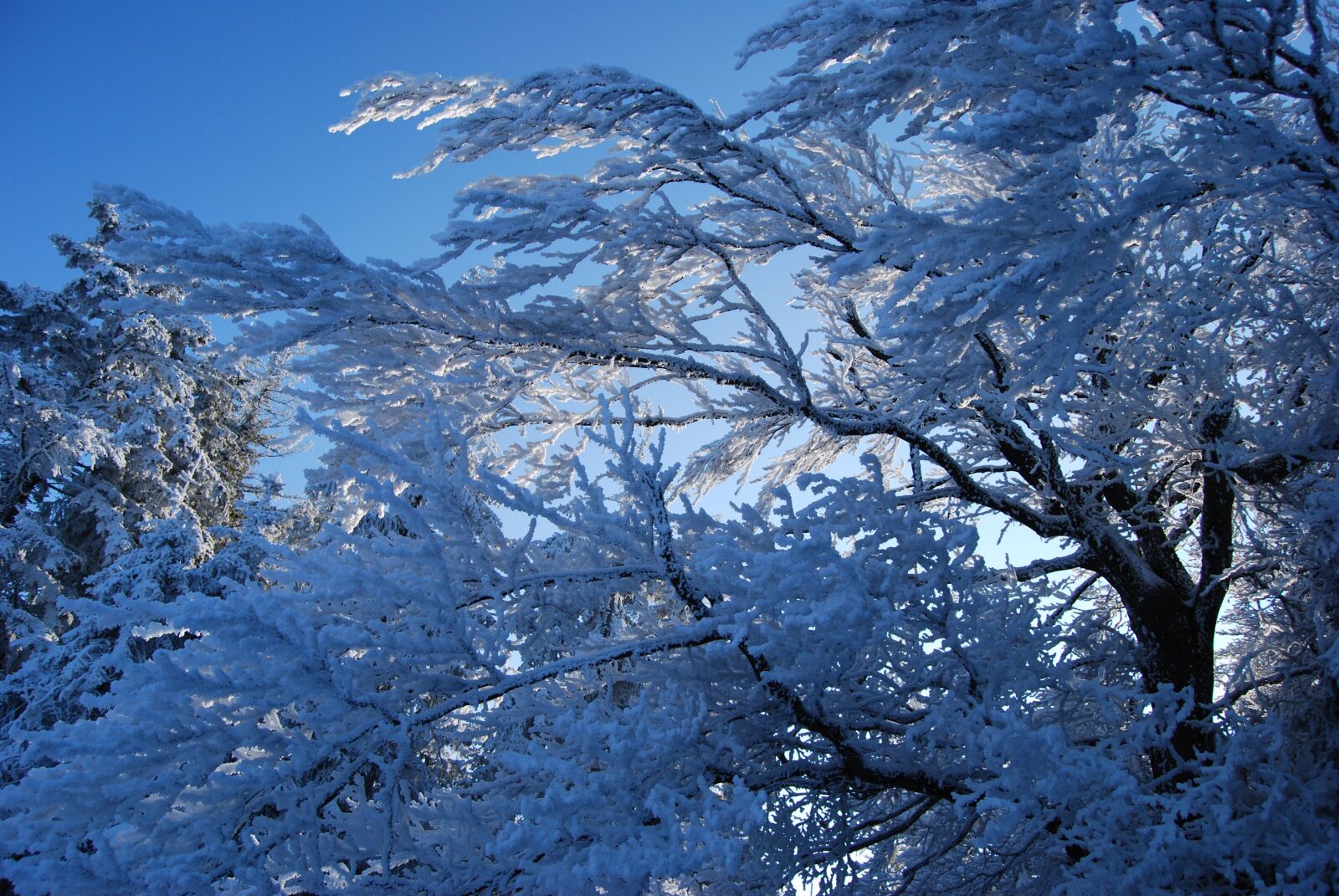 Nikon D60 sample photo. Winter, snow, tree photography