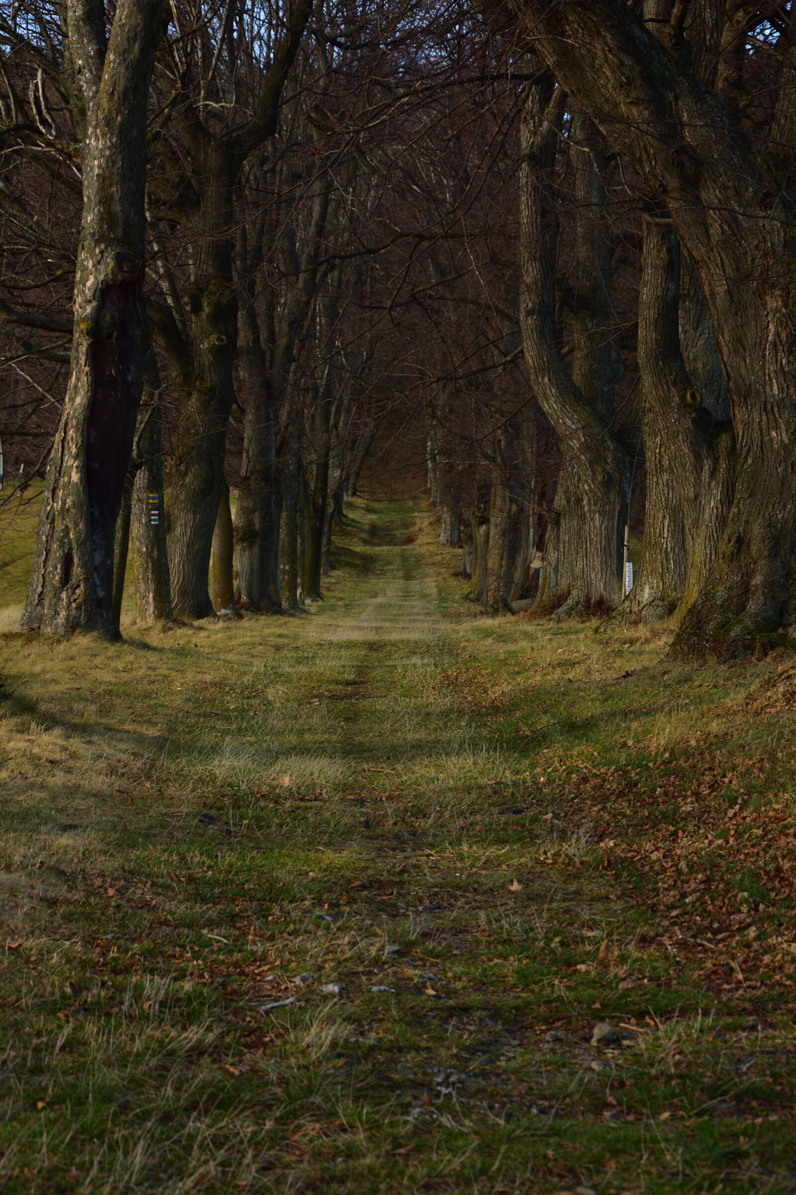 Nikon D3400 sample photo. Autumn, alley, trees photography