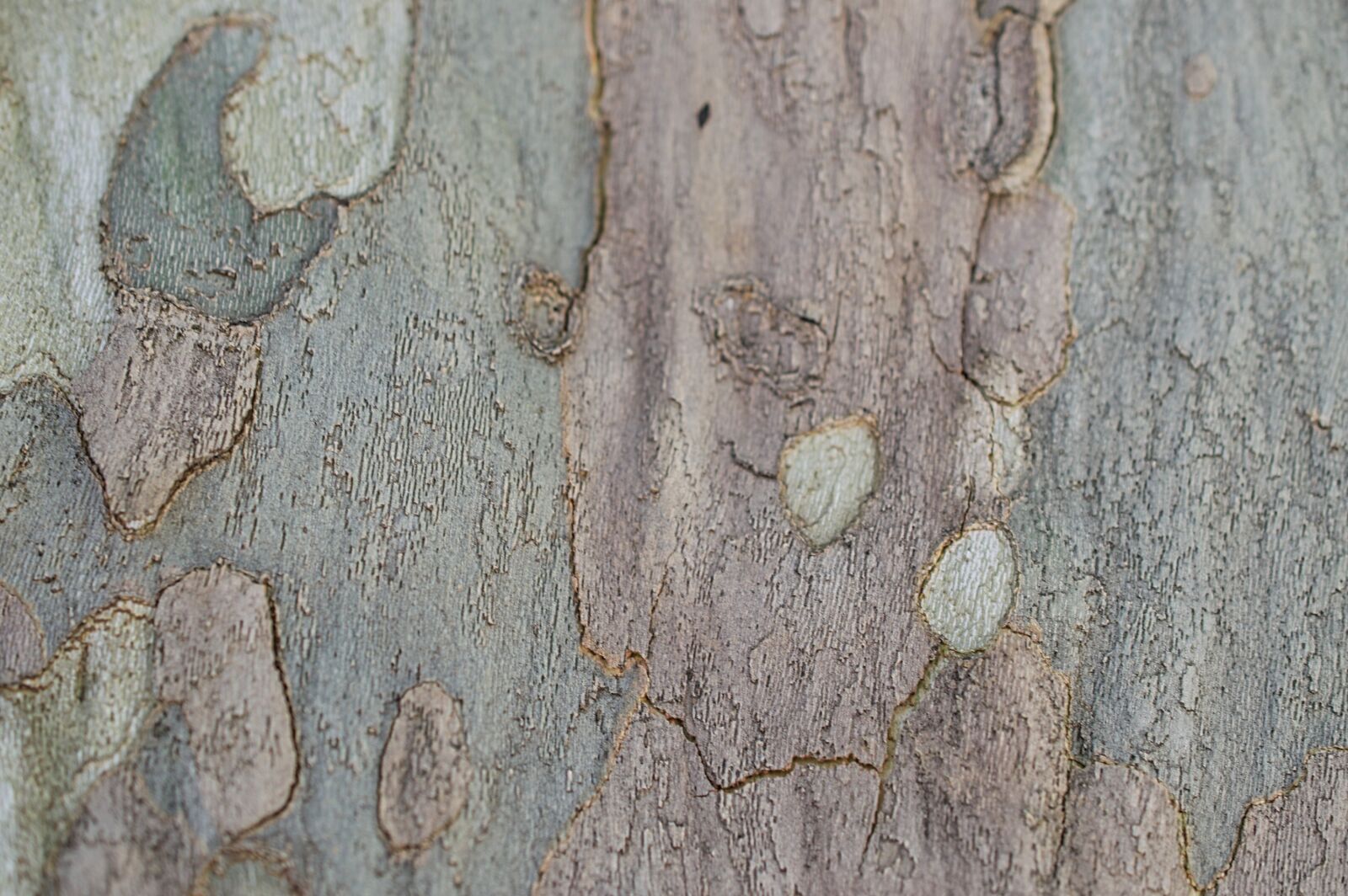 Nikon D3200 sample photo. Texture, wood, bark photography