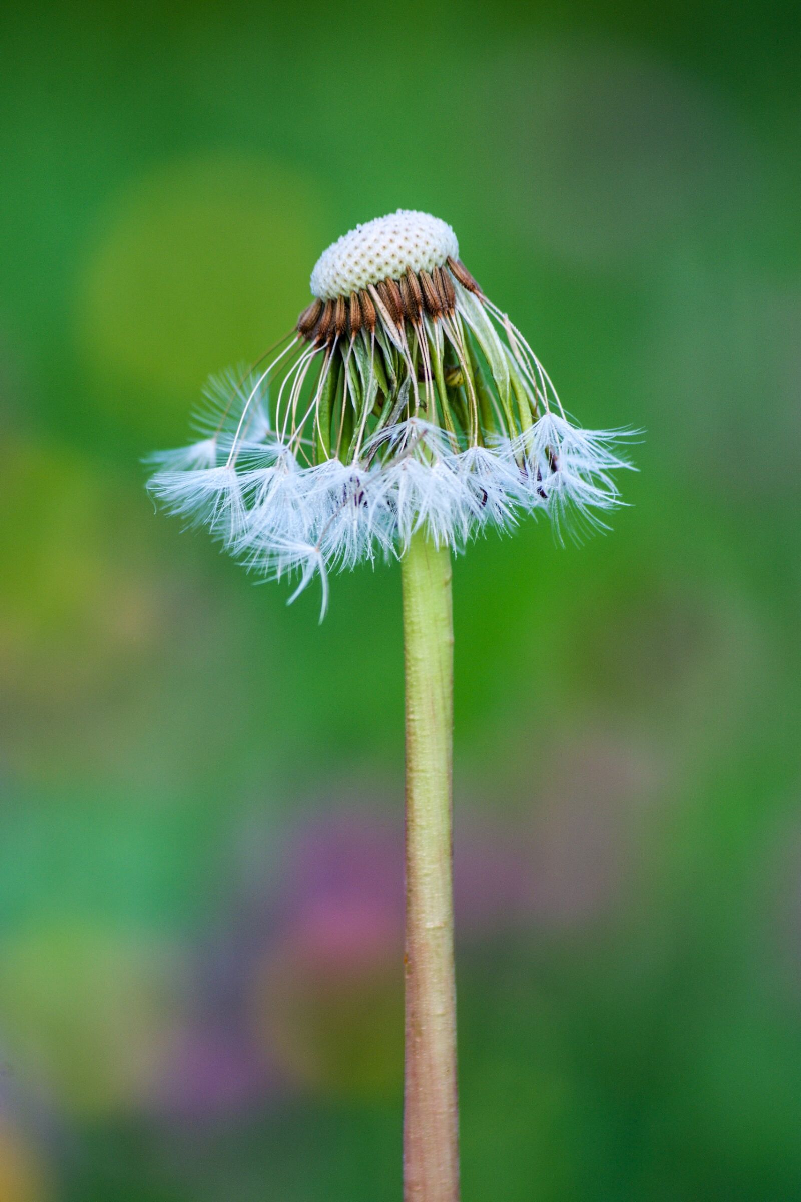 Pentax K-r sample photo. Flower, dandelion, nature photography