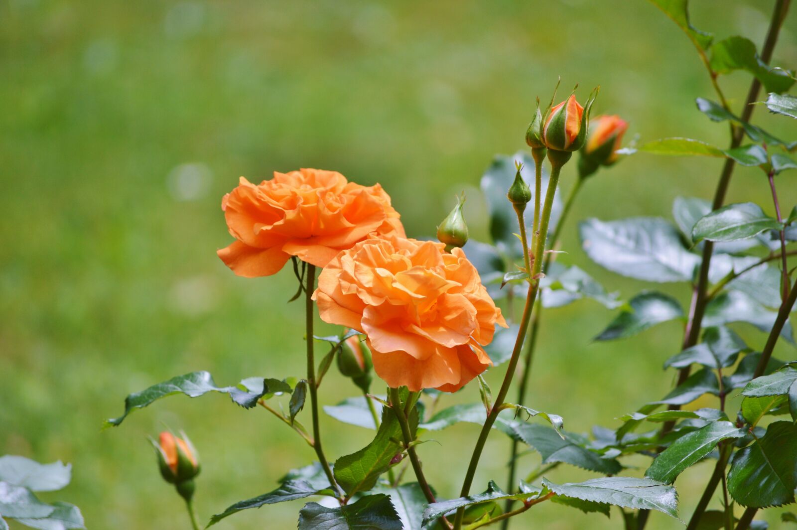 Nikon D3200 sample photo. Roses, flowers, bud photography