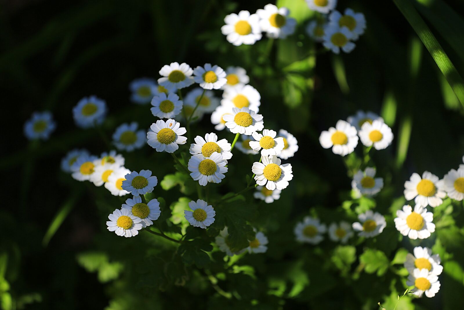 Canon EOS 6D + Canon EF 70-200mm F4L USM sample photo. Flowers, summer flowers, flower photography