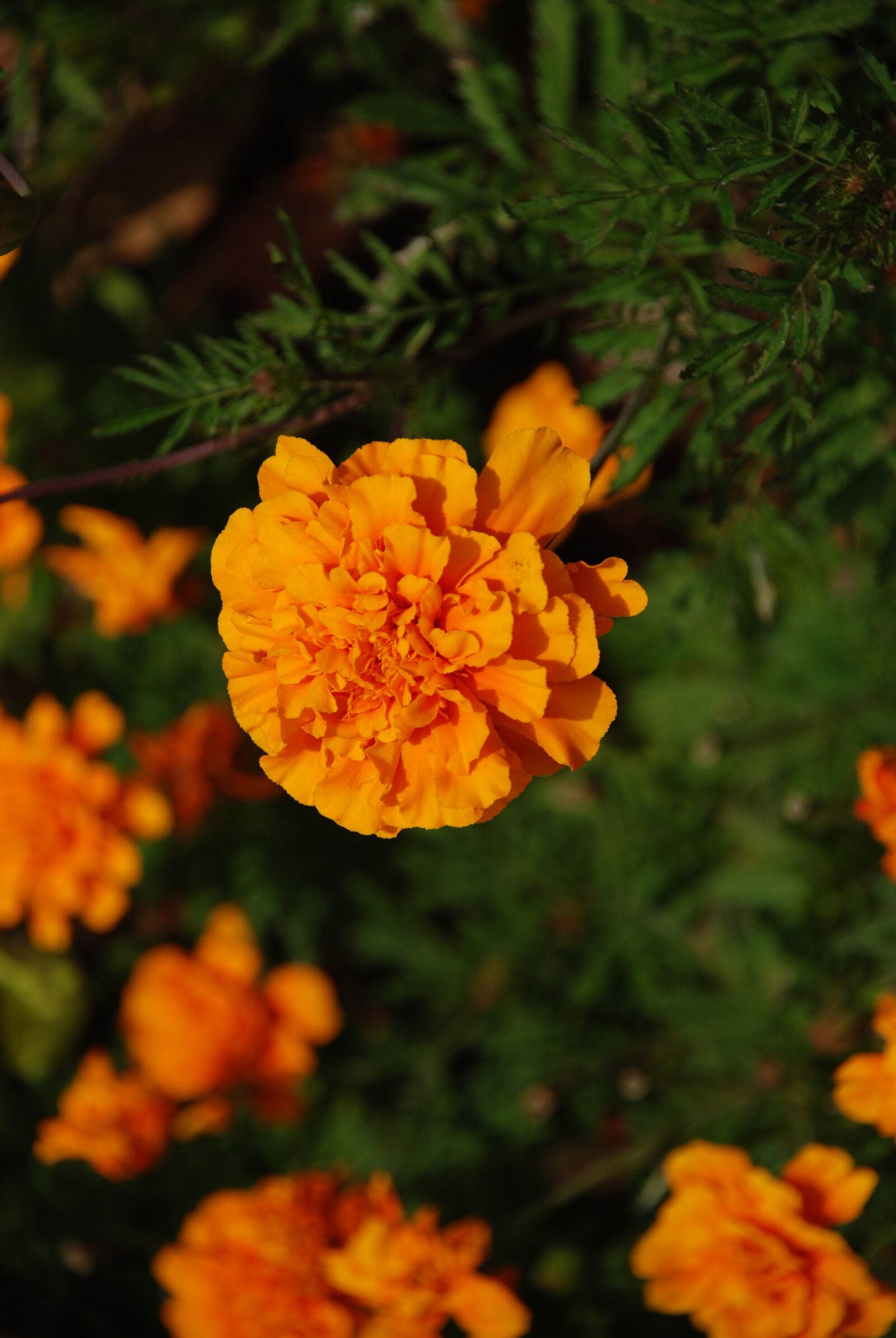 Nikon D80 sample photo. Marigold, flower, garden photography