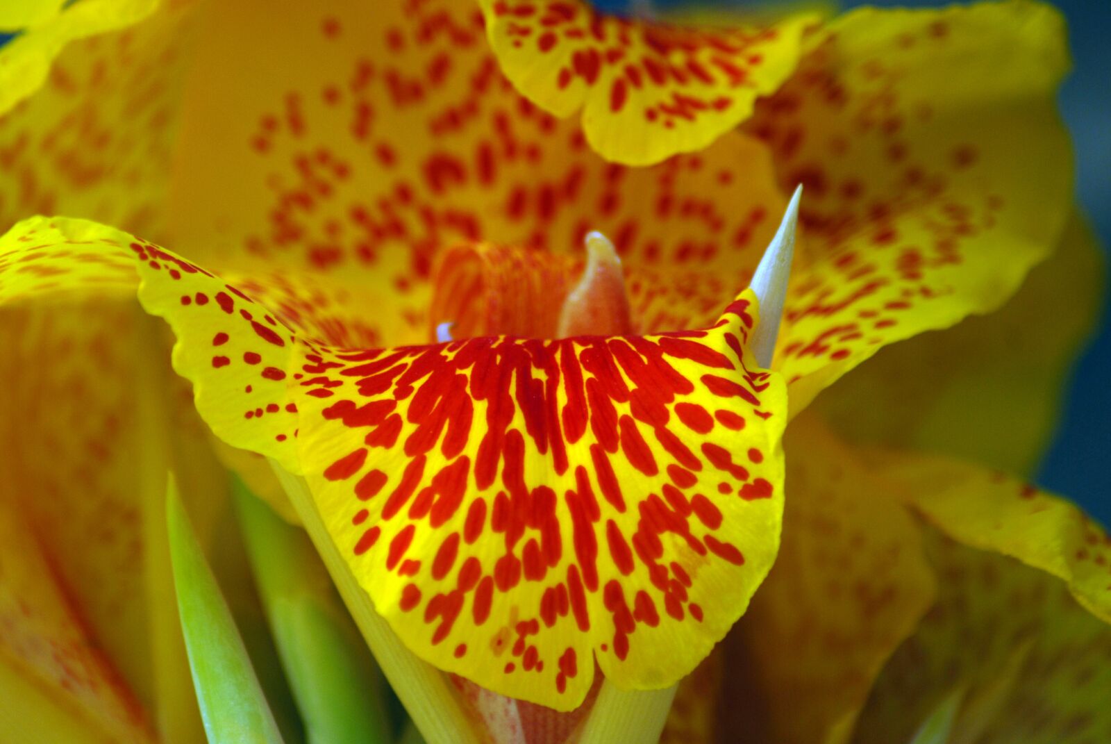 Nikon D200 sample photo. Flower of banana, flowers photography
