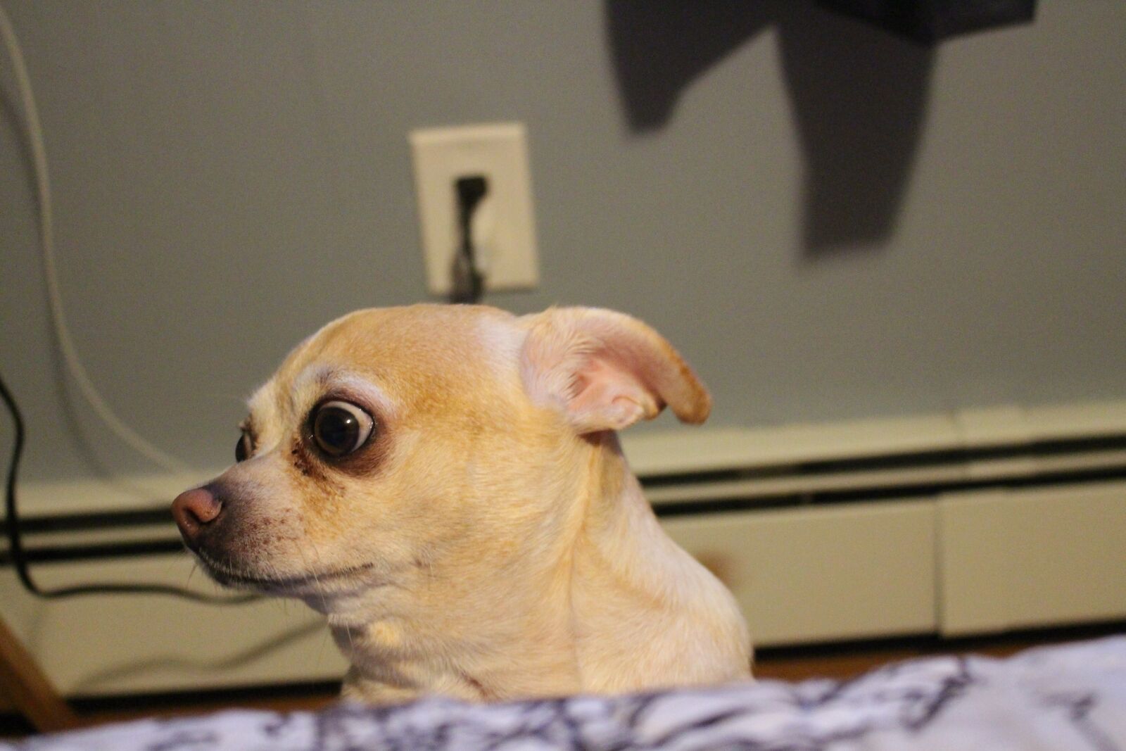 Canon EOS 700D (EOS Rebel T5i / EOS Kiss X7i) sample photo. Pet, cute, dog photography