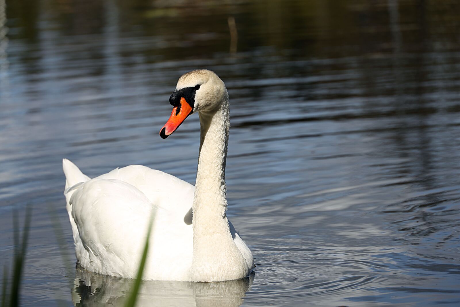 Canon EOS R sample photo. Swan, bird, water photography