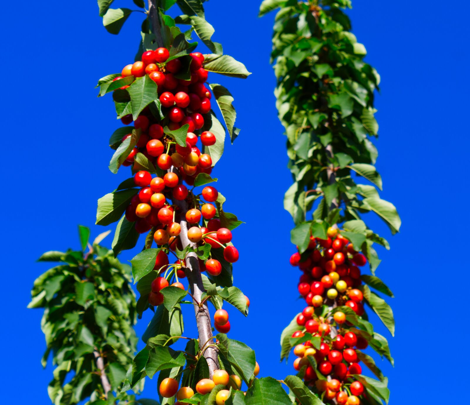 Canon EOS 1300D (EOS Rebel T6 / EOS Kiss X80) sample photo. Tropical, coffee plant, caffeine photography