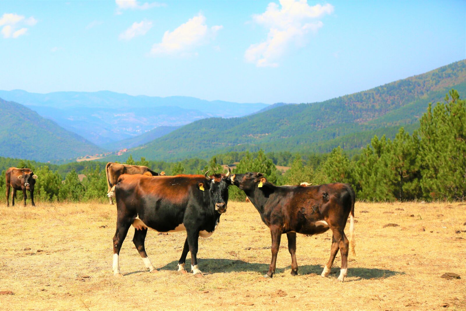 Canon EF 24-105mm F4L IS USM sample photo. Cows, animal, mammal photography