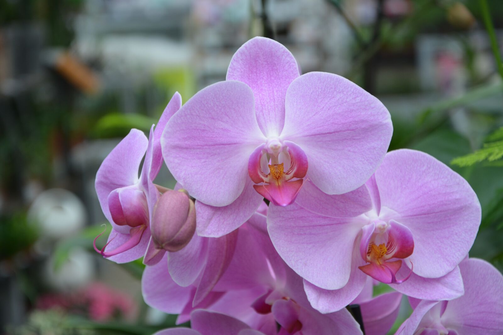 Nikon D5200 sample photo. Flower, plant, pink orchid photography