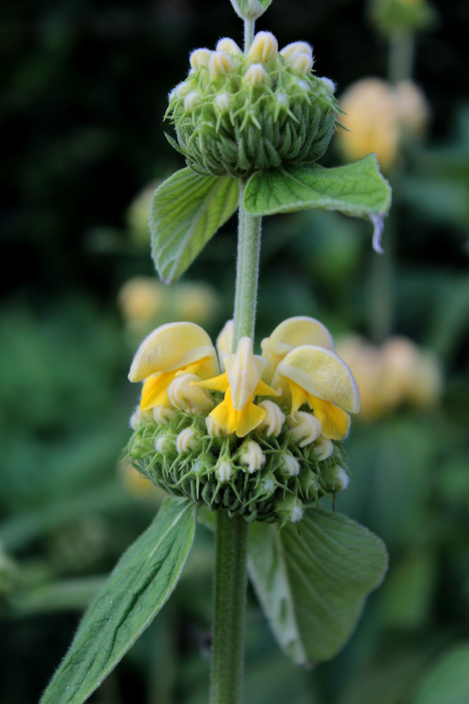 Canon EOS 600D (Rebel EOS T3i / EOS Kiss X5) sample photo. Phlomis, fire herb, etageplant photography
