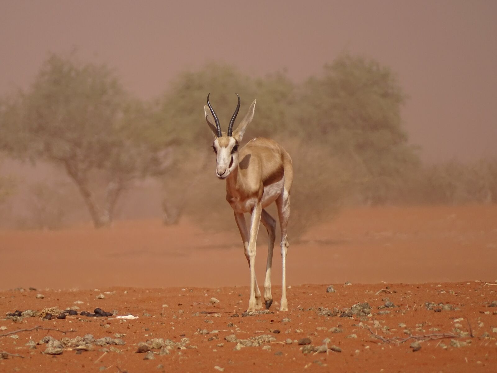 Sony Cyber-shot DSC-HX400V sample photo. Sandstorm, kalahari, roter sand photography