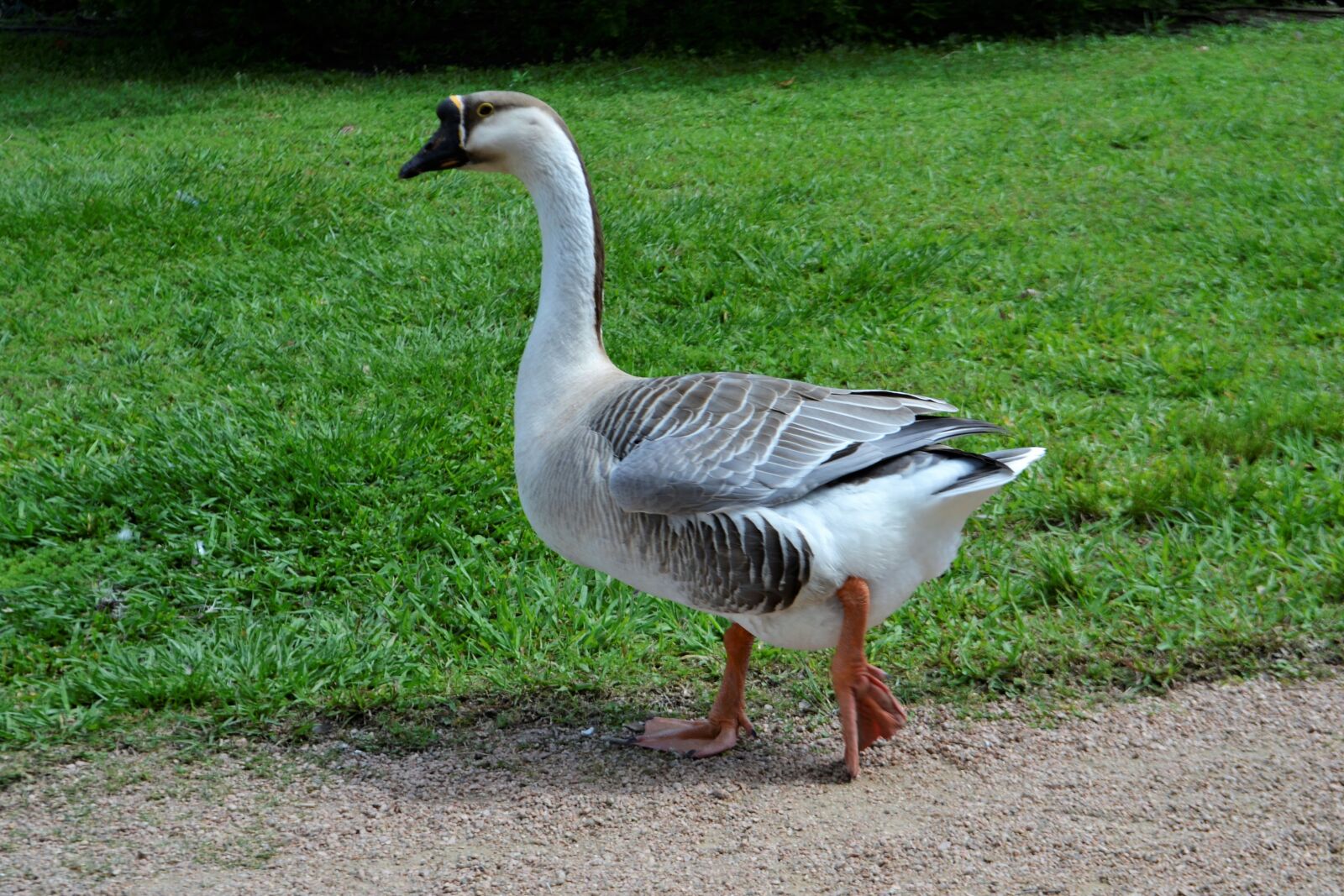 Nikon D3100 sample photo. Bird, nature, grass photography
