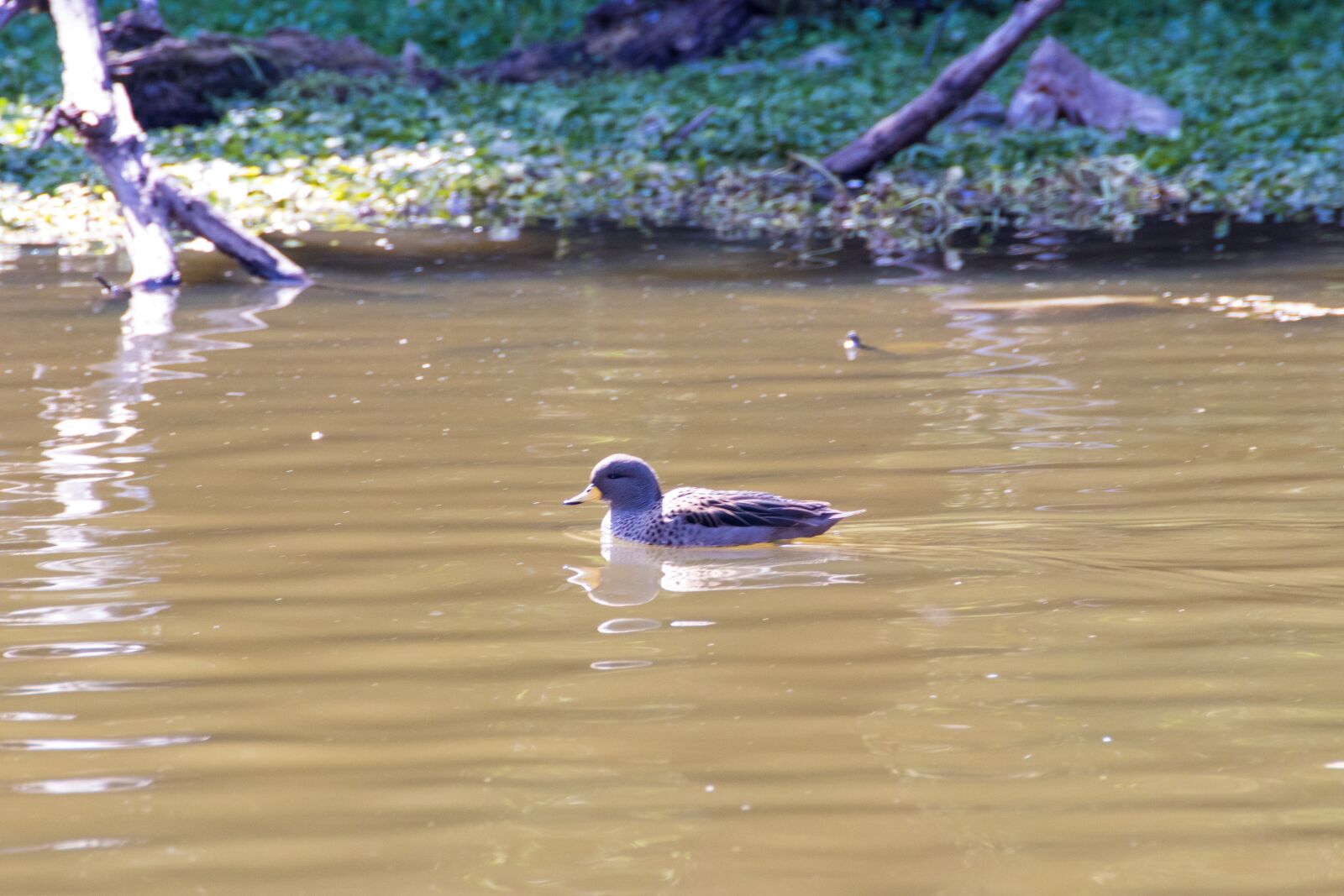 Canon EOS 200D (EOS Rebel SL2 / EOS Kiss X9) sample photo. Ducks, laguna, duck photography