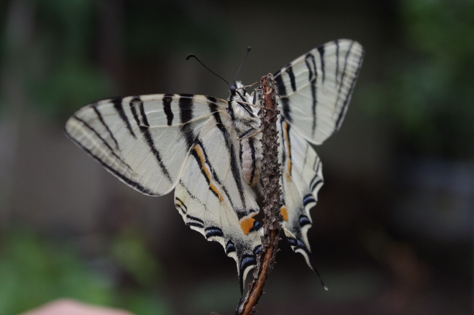 Pentax K-r sample photo. Butterfly, nature, summer photography