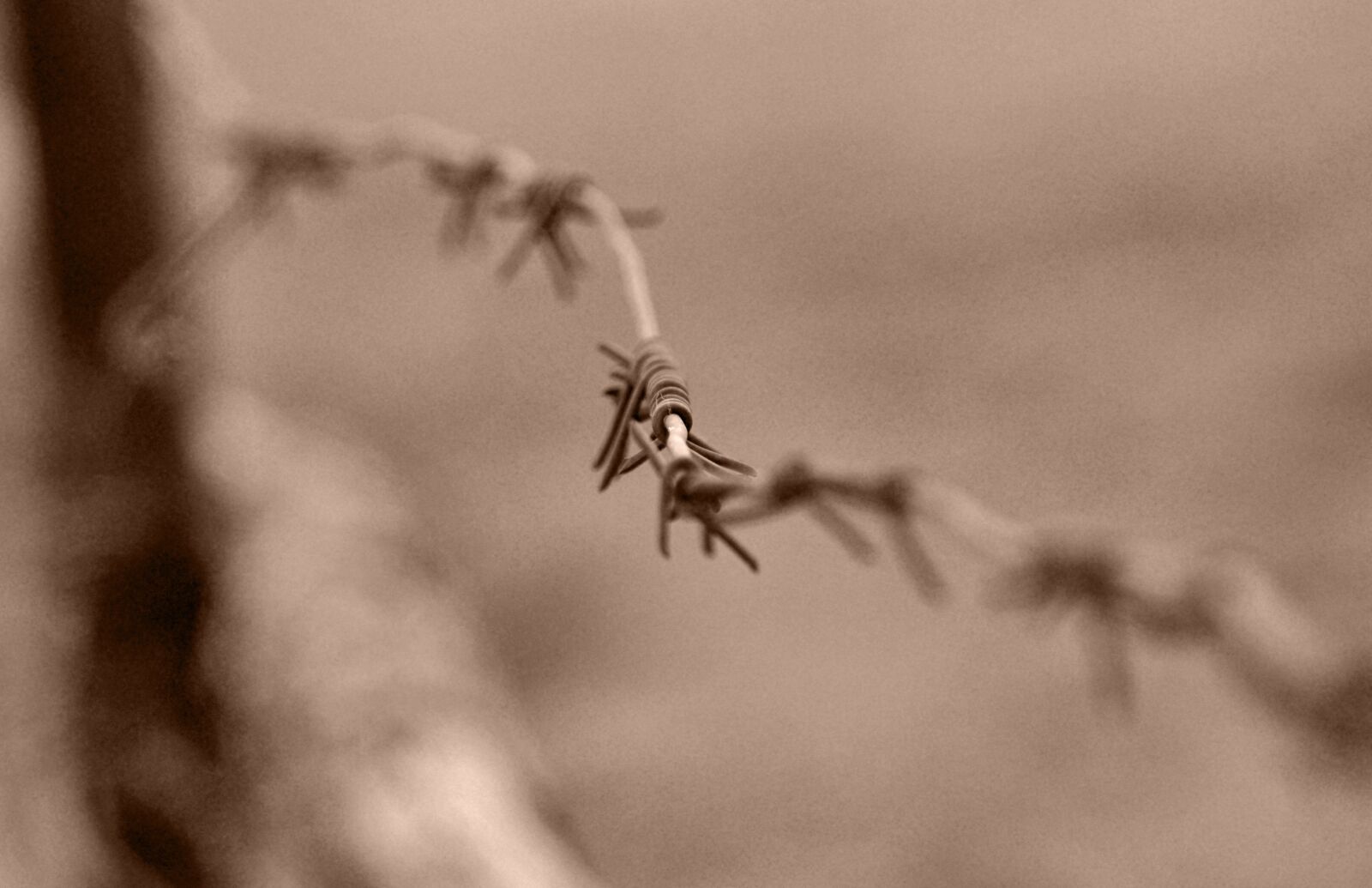 Nikon D90 sample photo. Wire, fence, barrier photography