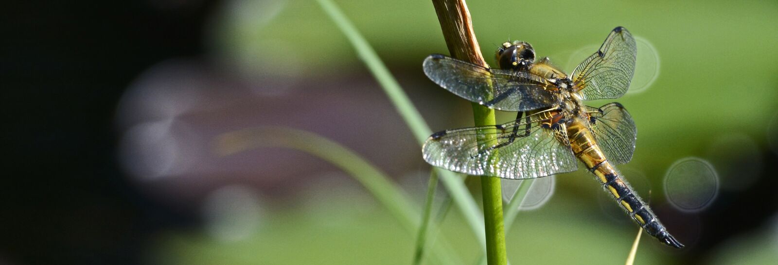 Nikon D7100 sample photo. Dragonfly, wing, insect photography