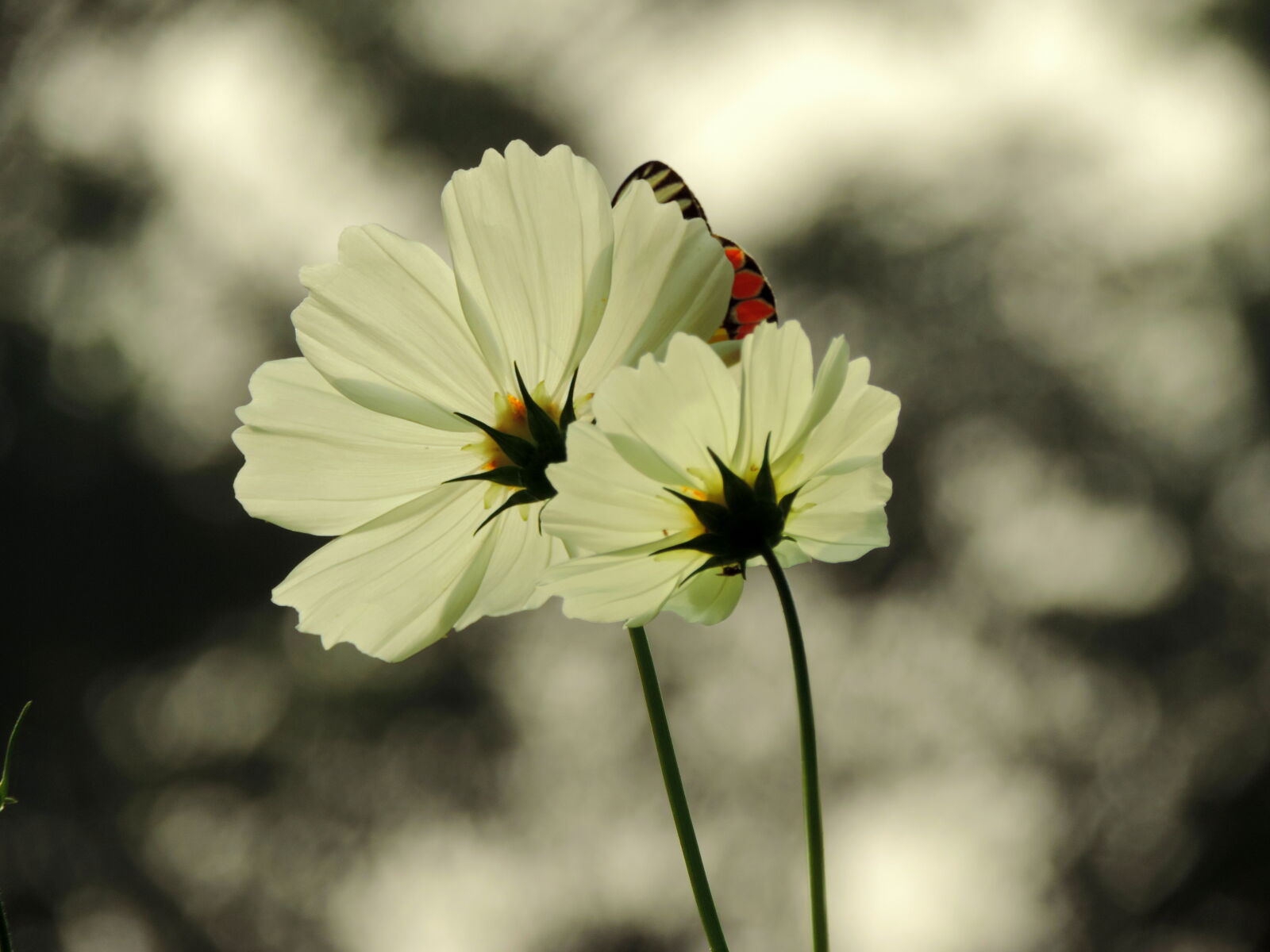 Nikon Coolpix P520 sample photo. Beautiful, flowers, butterfly, cosmos photography