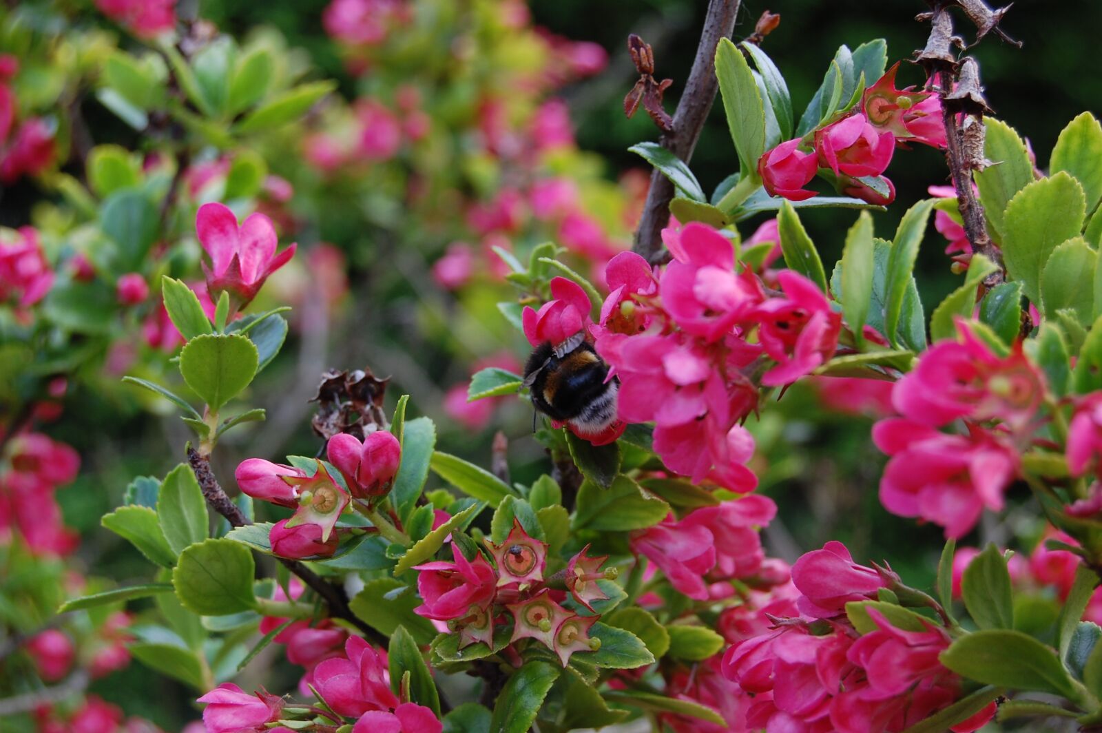 Nikon D40 sample photo. Shrub, flowers, roses photography