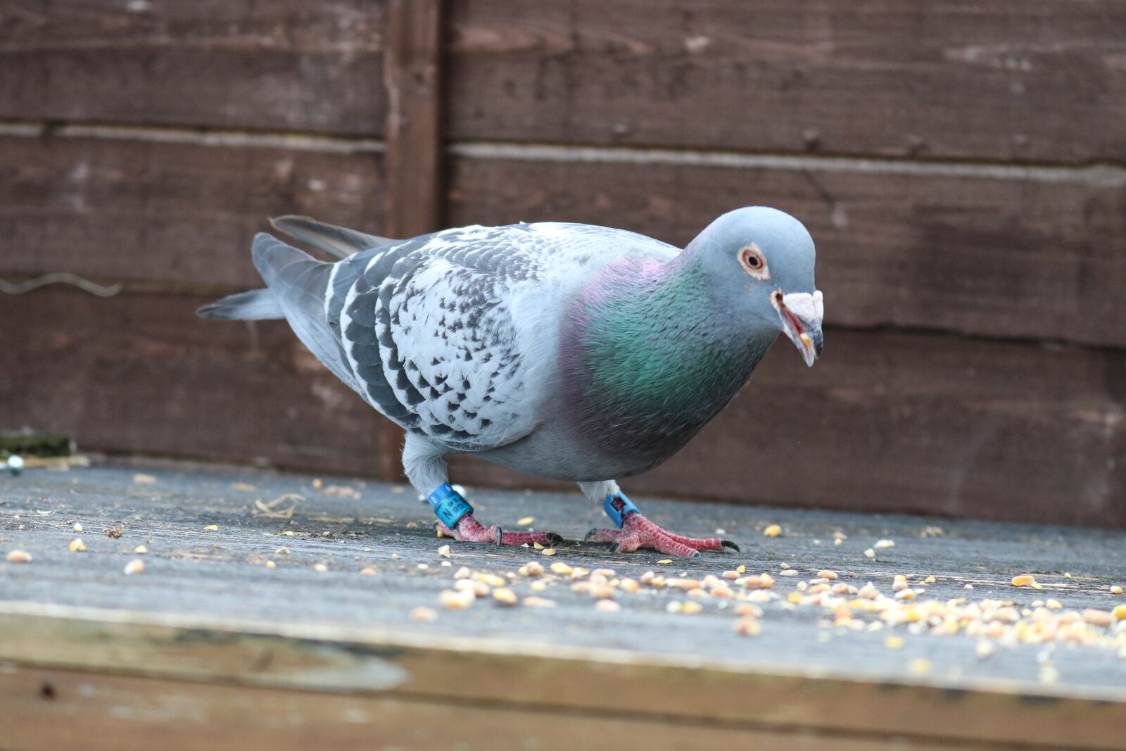 Canon EOS 750D (EOS Rebel T6i / EOS Kiss X8i) sample photo. Pigeon, racing, bird photography