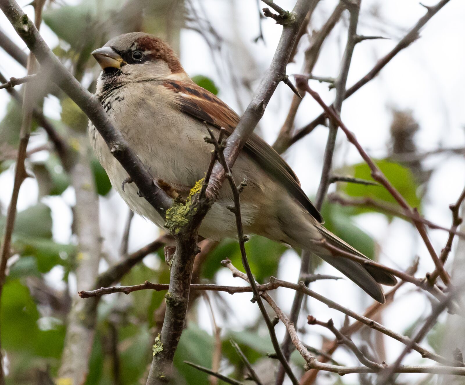 Canon EOS 7D Mark II sample photo. Sparrow, hedge sparrow, garden photography