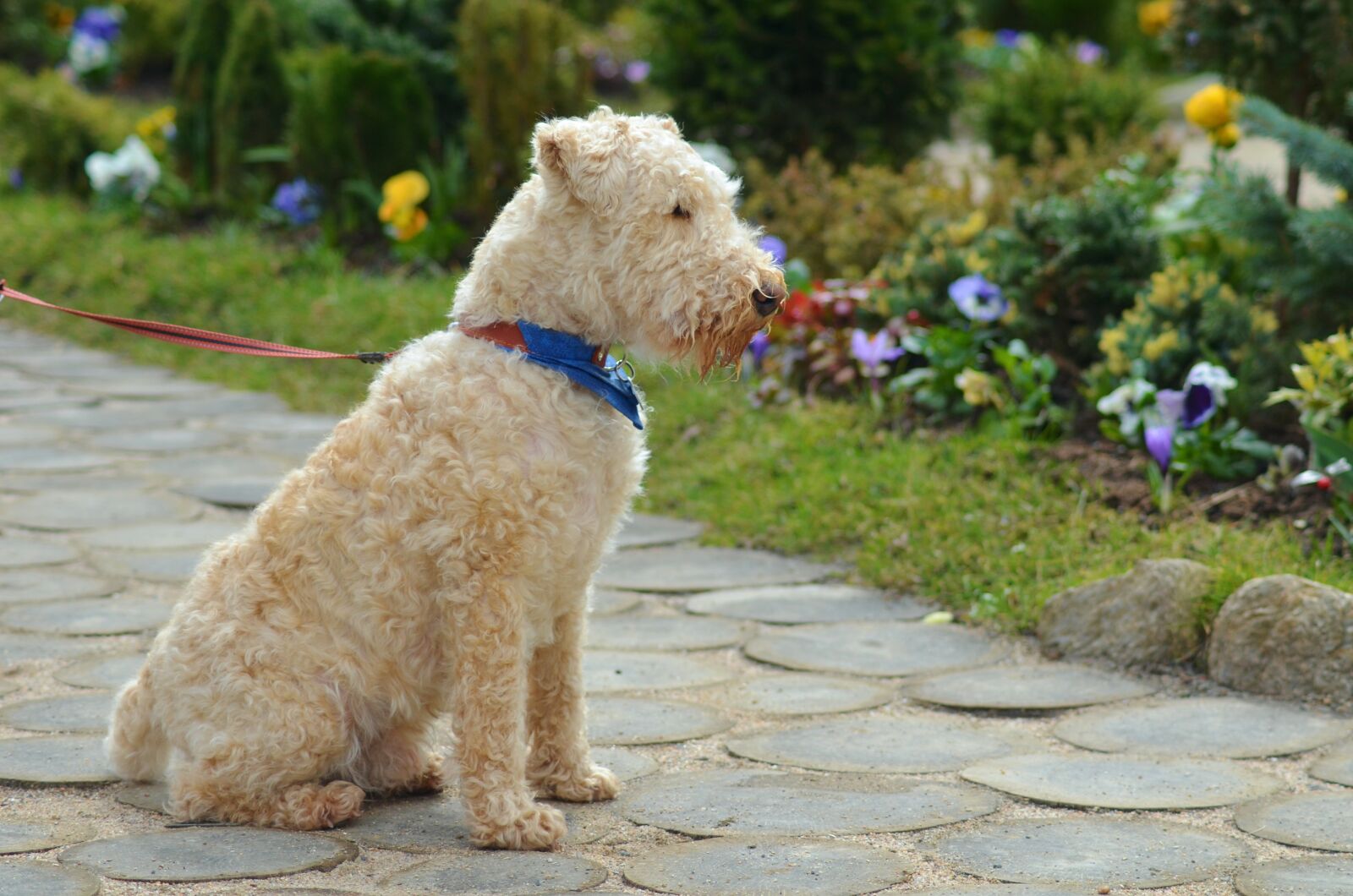 Nikon D5100 sample photo. Dog, green, nature photography